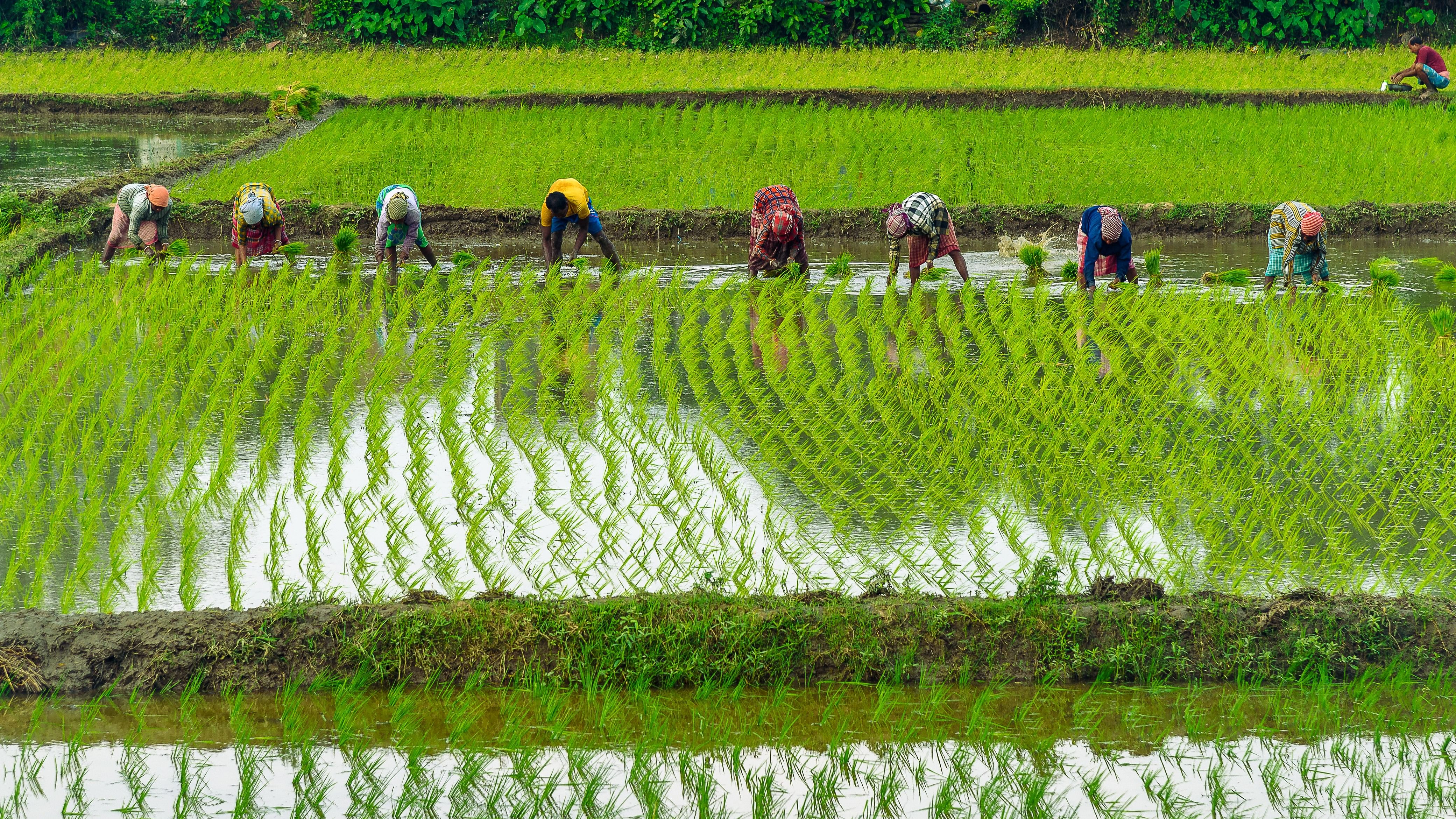 <div class="paragraphs"><p>Representative image showing farmers</p></div>