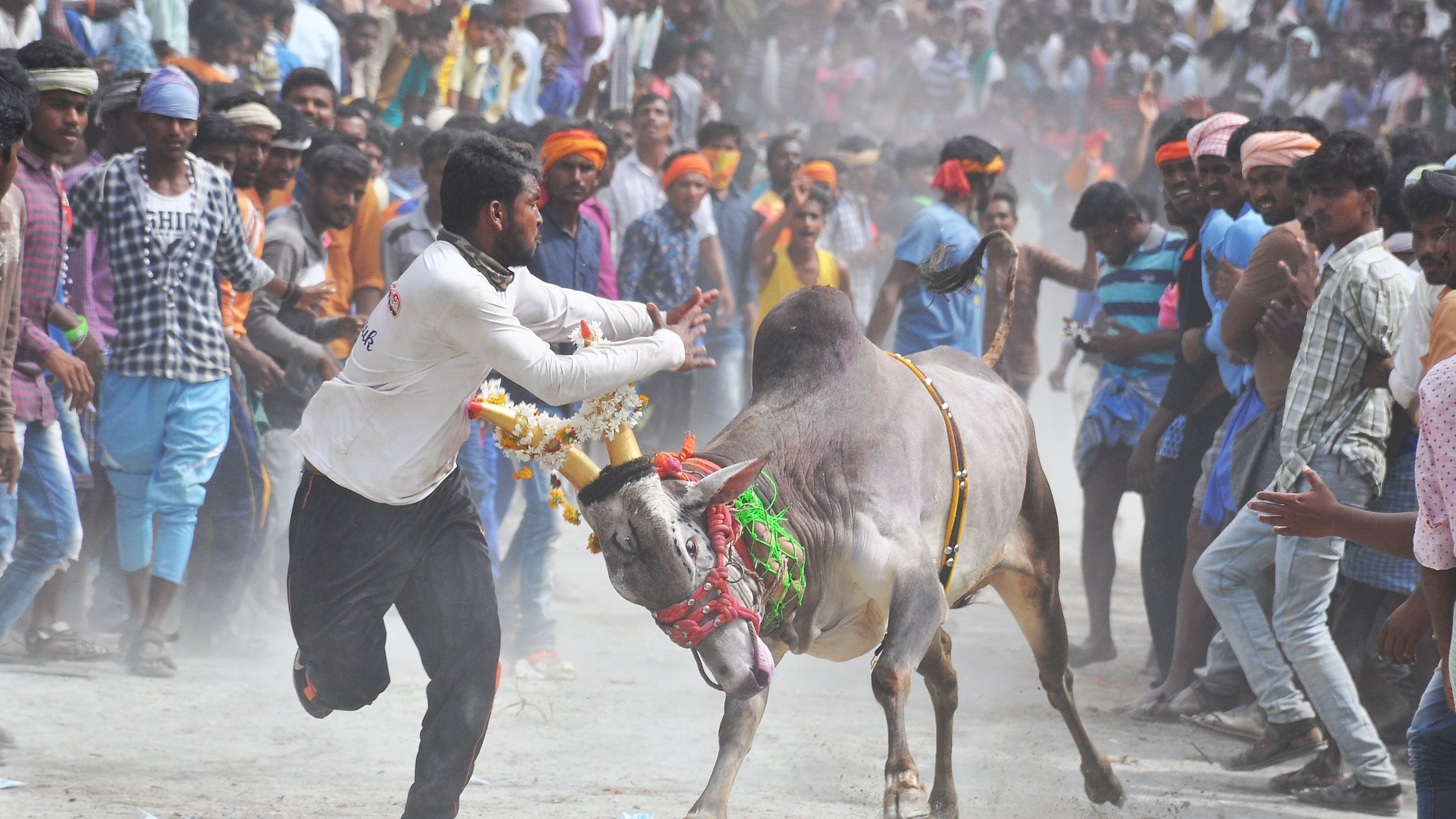 A file picture of a bull race in Haveri district. 