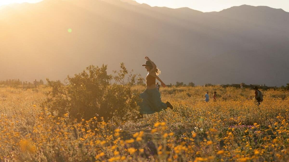 <div class="paragraphs"><p>People walk in a field of Yellow Desert Sunflowers as wildflowers begin to bloom in Anza-Borrego Desert State Park in California. Credit:&nbsp;Reuters Photo</p></div>