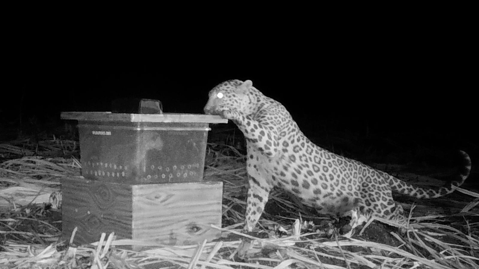 <div class="paragraphs"><p>Camera traps were strategically deployed in the vicinity to closely monitor the reunion process</p></div>