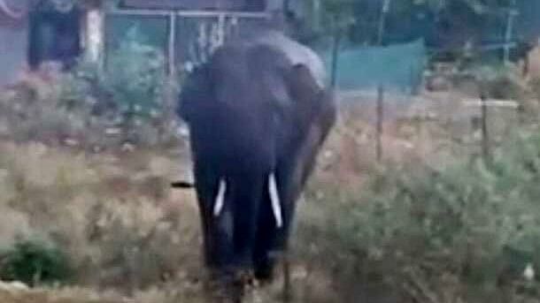 <div class="paragraphs"><p>Elephant spotted on the outskirts of Belagavi creating panic among residents.</p></div>