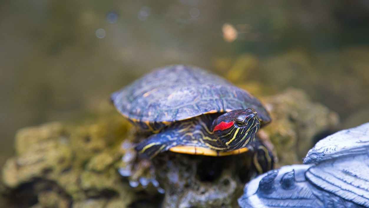 <div class="paragraphs"><p>Red-eared sliders, Terrapins</p></div>