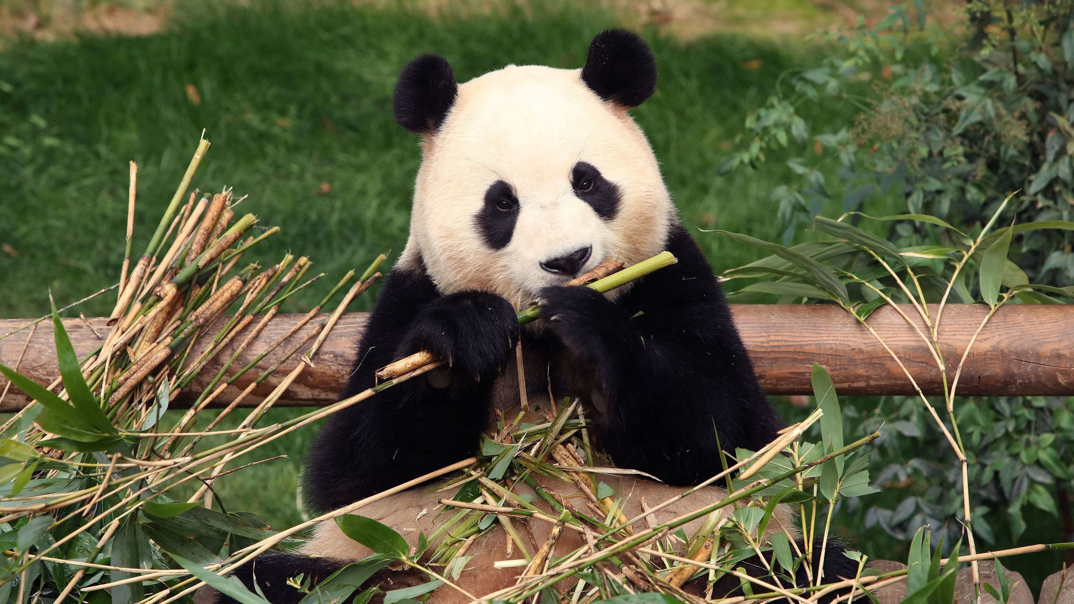 <div class="paragraphs"><p>Giant panda Fu Bao eats bamboo at Everland amusement park on March 03, 2024 in Yongin, South Korea. Fu Bao, a female giant panda born in Everland amusement park and turning four years old this year, will be transferred to the China Conservation and Research Center for the Giant Panda in Sichuan Province in early April  under an international agreement.     </p></div>