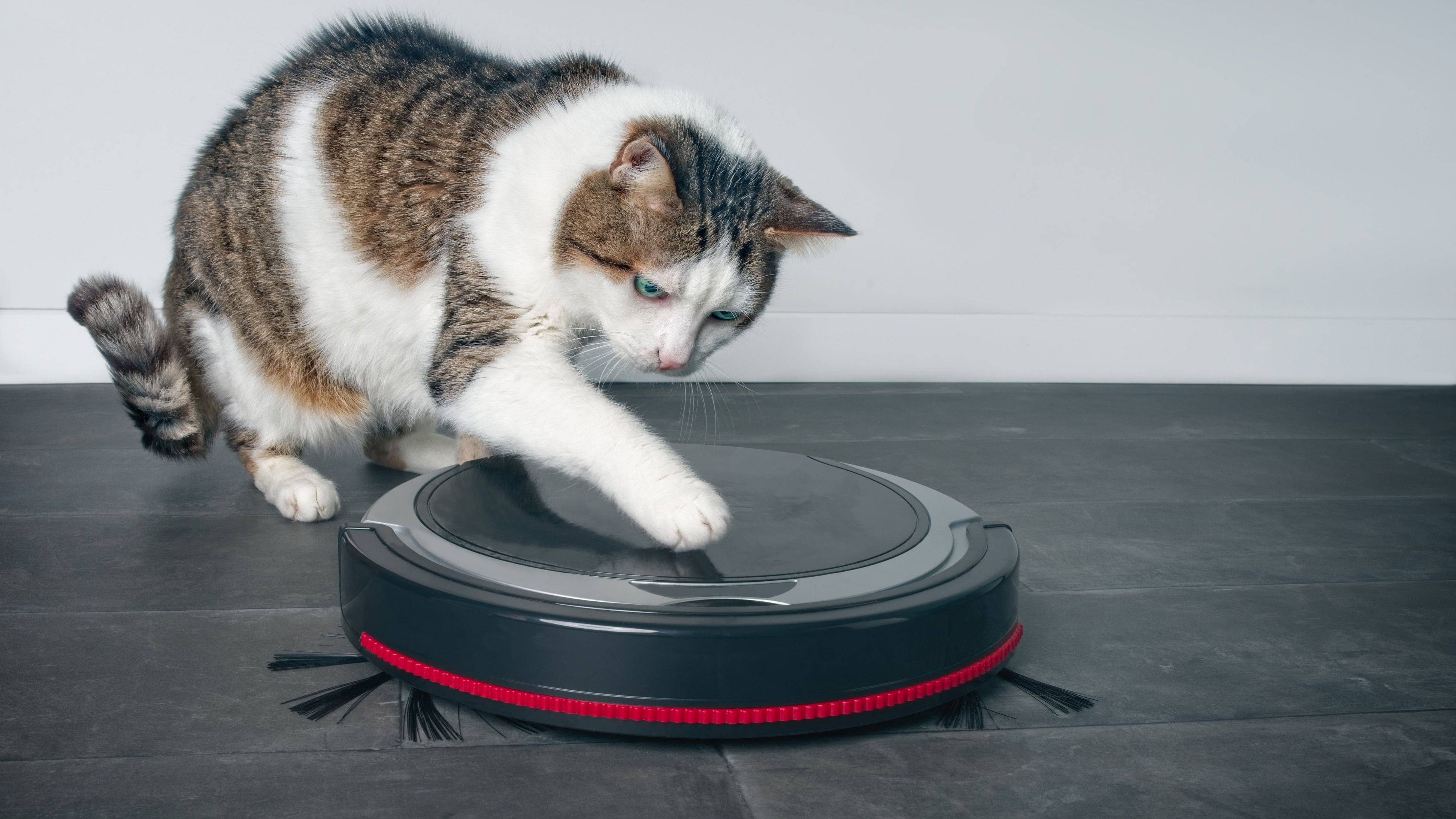 Funny tabby cat playing with a robot vacuum cleaner.
