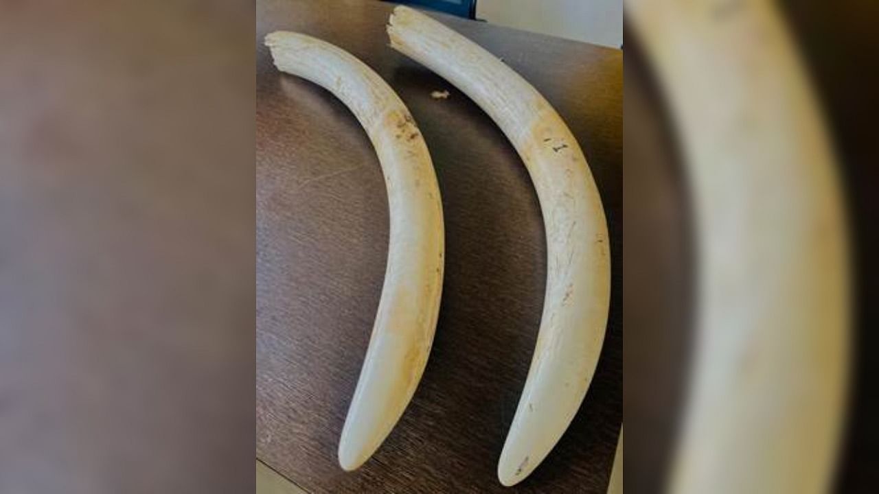 <div class="paragraphs"><p>The two ivory tusks weigh 6.8 kg. &nbsp;</p></div>