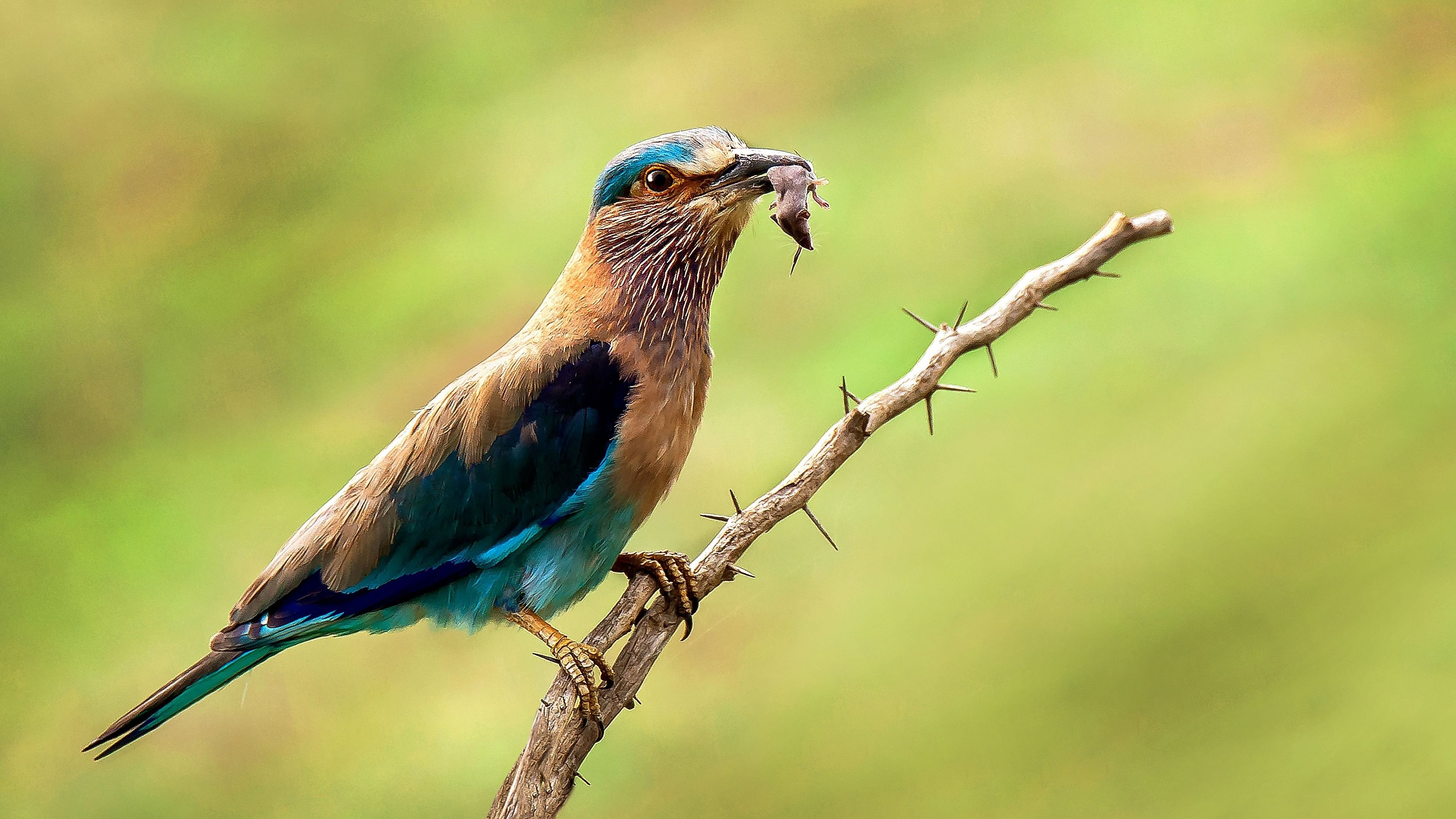 <div class="paragraphs"><p>Last year's report recommended 14 birds, including Karnataka state bird Indian Roller (Neelakanta), to be added to the red list of the International Union for Conservation of Nature.</p></div>