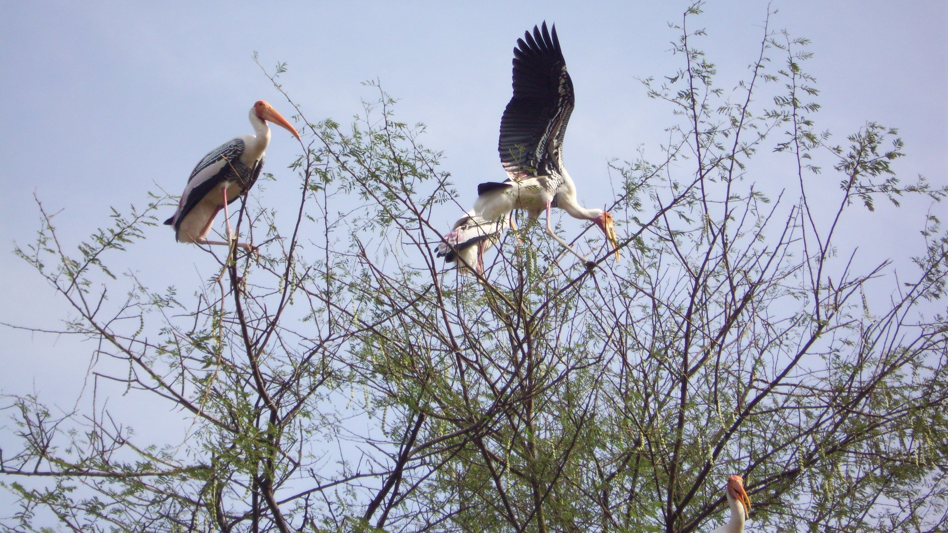 <div class="paragraphs"><p>Painted storks at the Kokkarebellur Bird Sanctuary in Mandya district. </p></div>