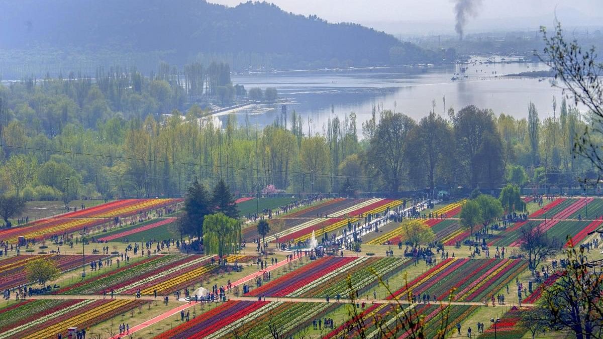 <div class="paragraphs"><p>Tulip flowers in bloom at Asia's largest Tulip garden on the foothills of Zabarwan range, overlooking world famous Dal Lake, in Srinagar on Sunday. The tulip Garden, inaugurated in 2008, attracts thousands of tourists every year.</p></div>