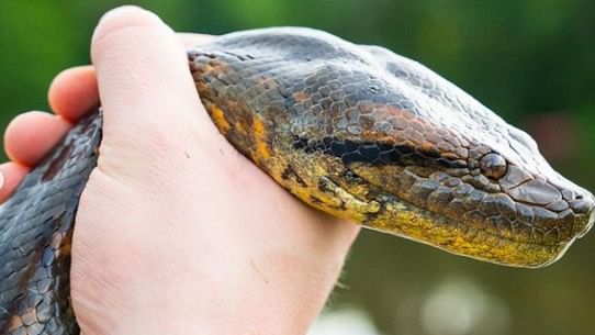 <div class="paragraphs"><p>A photo of the newly discovered&nbsp;Northern Green Anaconda.</p></div>