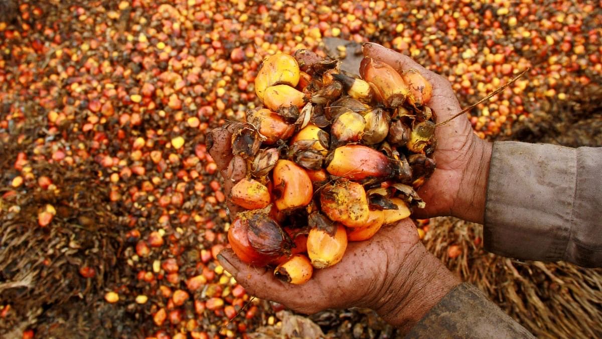 <div class="paragraphs"><p>Fruits of oil palm.</p></div>