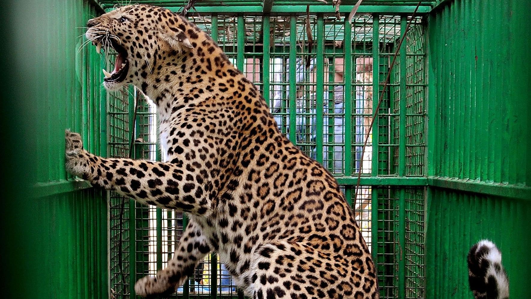 <div class="paragraphs"><p>Leopard caught in forest departments cage, at Ayralli, near Suttur, Mysuru District.&nbsp;</p></div>