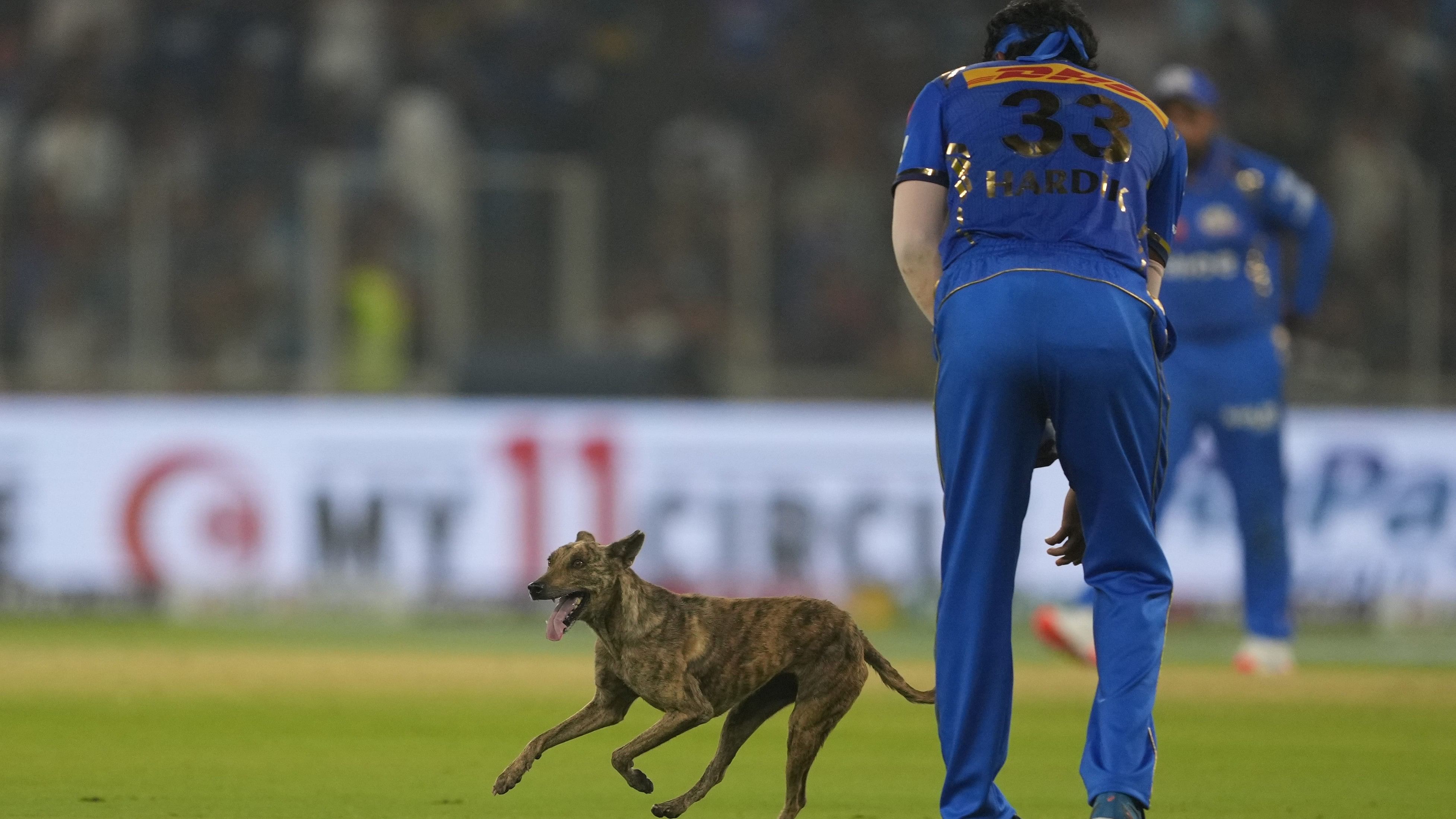 <div class="paragraphs"><p>A dog strays in the field during the Indian Premier League (IPL) 2024 T20 cricket match between Mumbai Indians and Gujarat Titans, at Narendra Modi Stadium, in Ahmedabad, Sunday, March 24, 2024. </p></div>