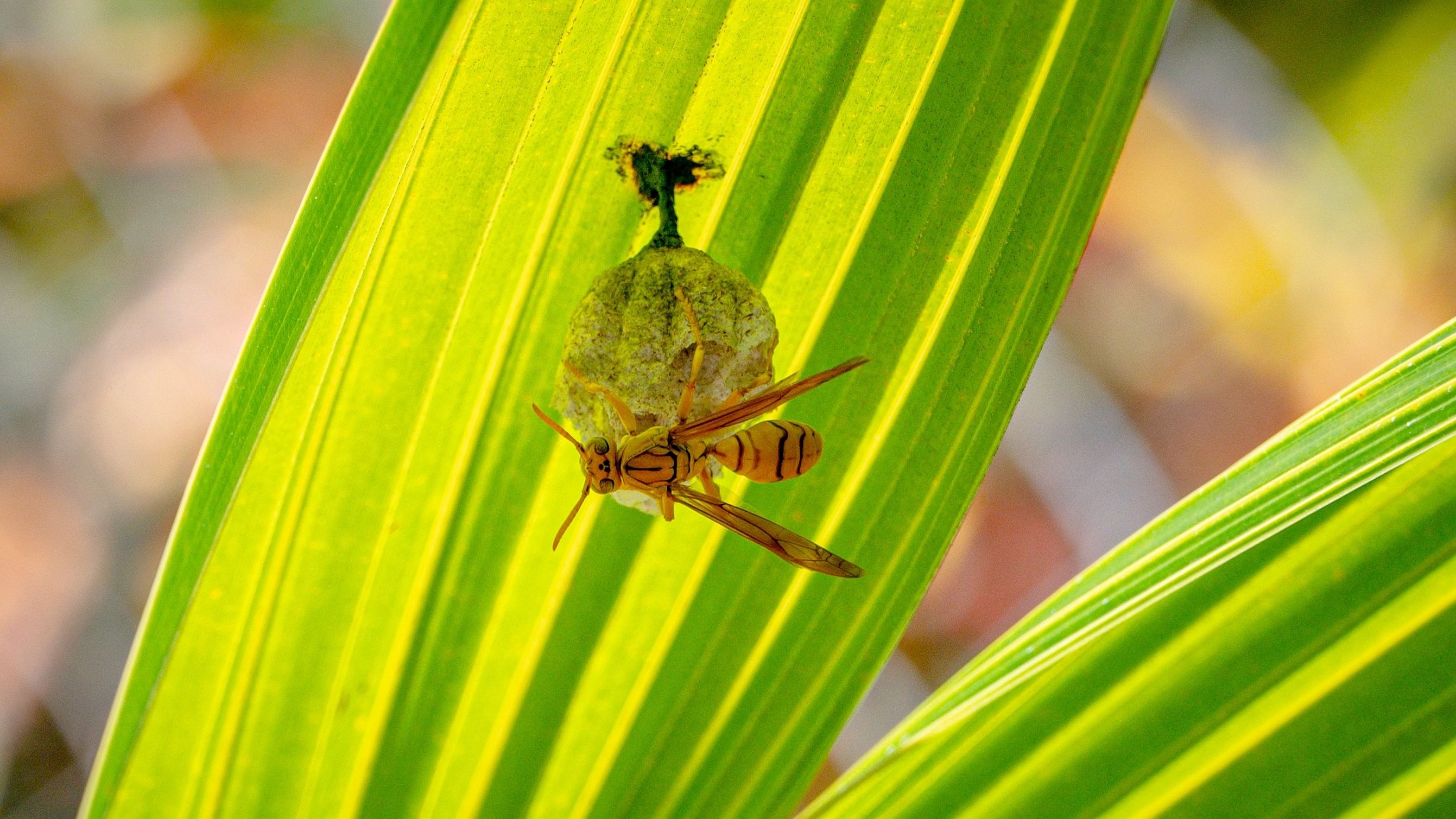 Yellow paper wasp building a home.