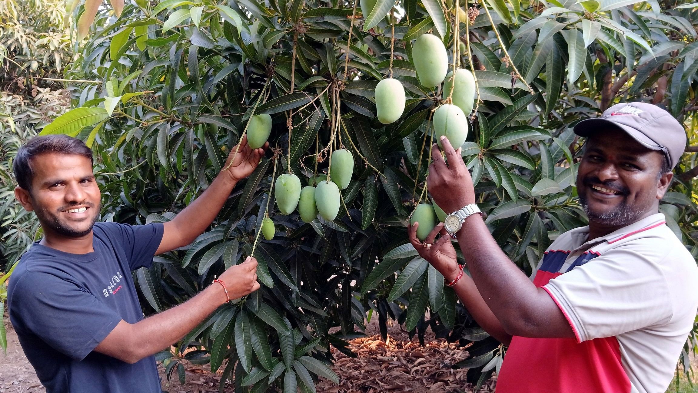 <div class="paragraphs"><p>Farmers display Kesar mangoes; Consumers look at a display of the Kesar mango at a fair in Koppal recently.</p></div>