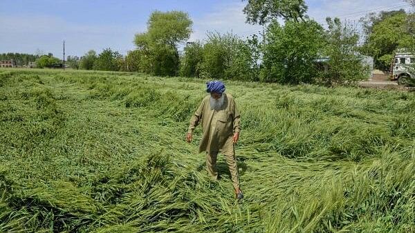 <div class="paragraphs"><p>A farmer inspects his damaged wheat crop following strong winds and rains, at a village, in Jalandhar, Saturday, March 30, 2024.</p></div>