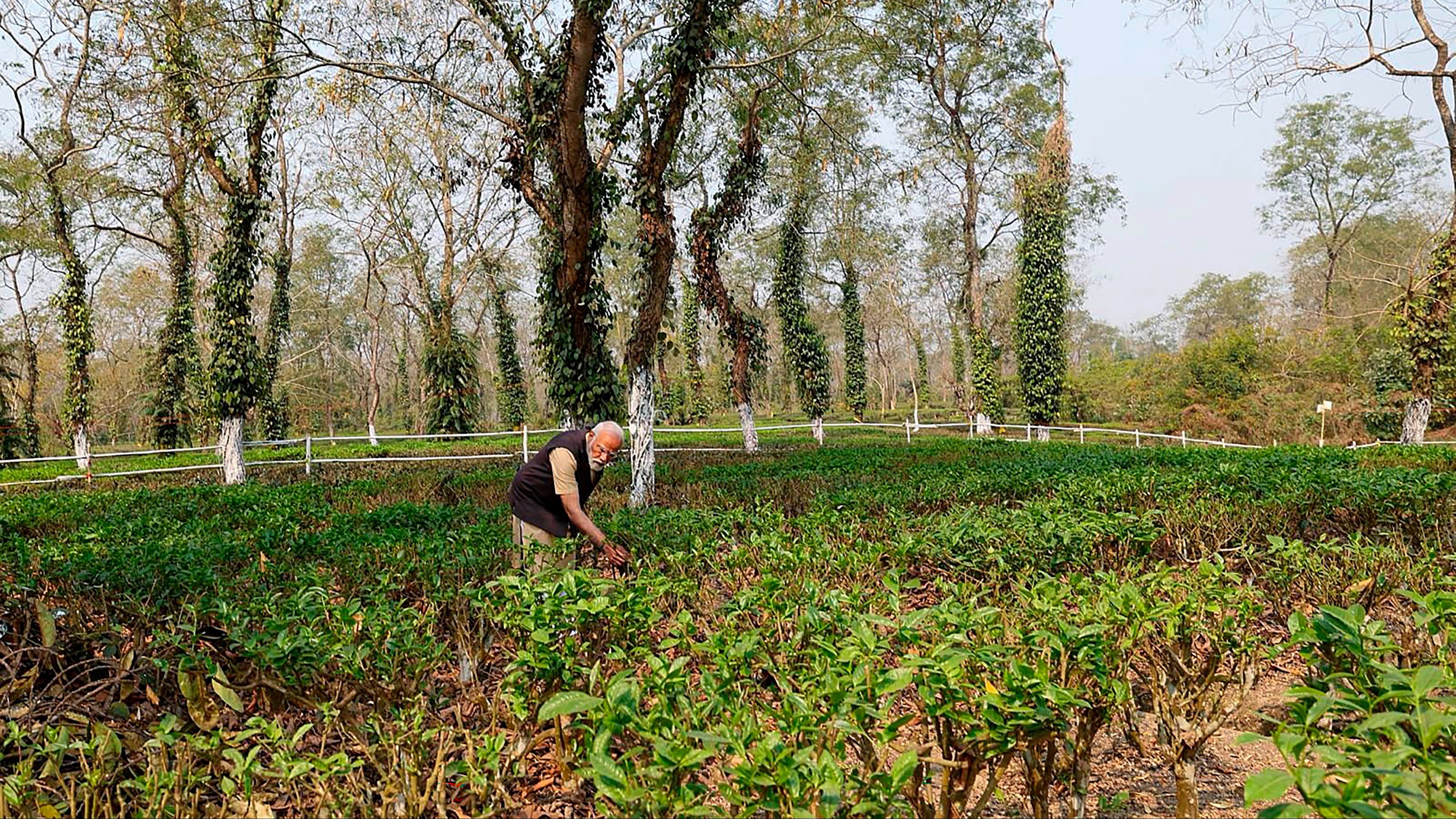 <div class="paragraphs"><p>A file photo of Prime Minister Narendra Modi in Assam's tea gardens</p></div>