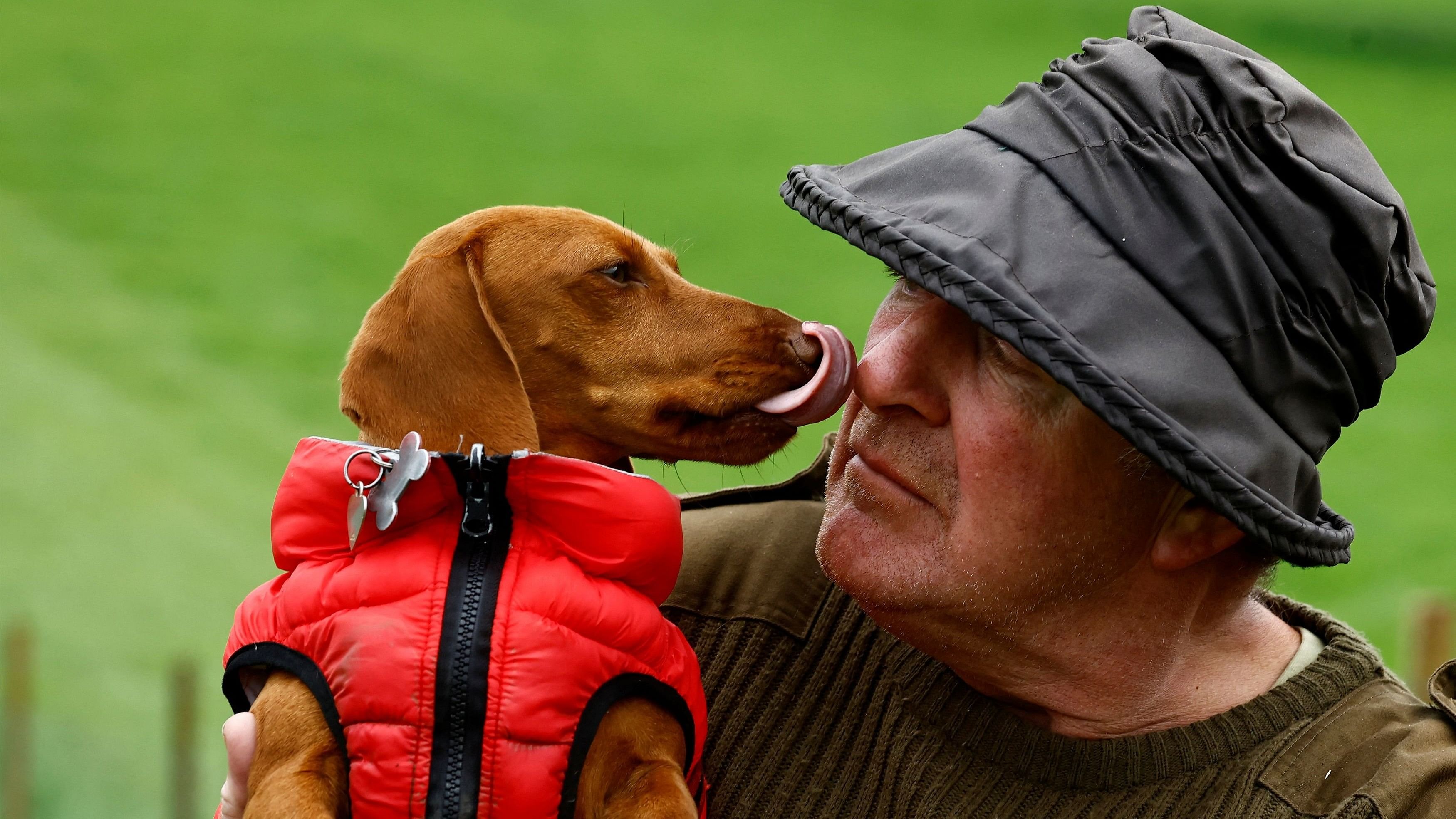 <div class="paragraphs"><p>Ruby the dachshund licks his owner Hertford Arnold at the World Sheep Dog Trials during heavy rain, in Dromore, Northern Ireland, September 13, 2023. </p></div>