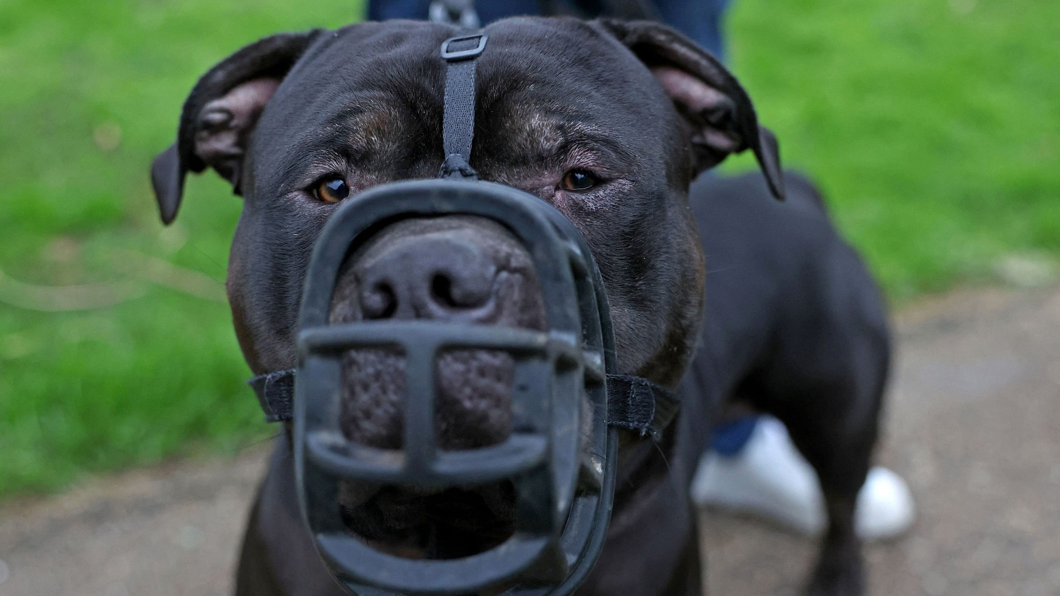 <div class="paragraphs"><p>A muzzled XL Bully dog. The image is only for representational purpose.&nbsp;</p></div>