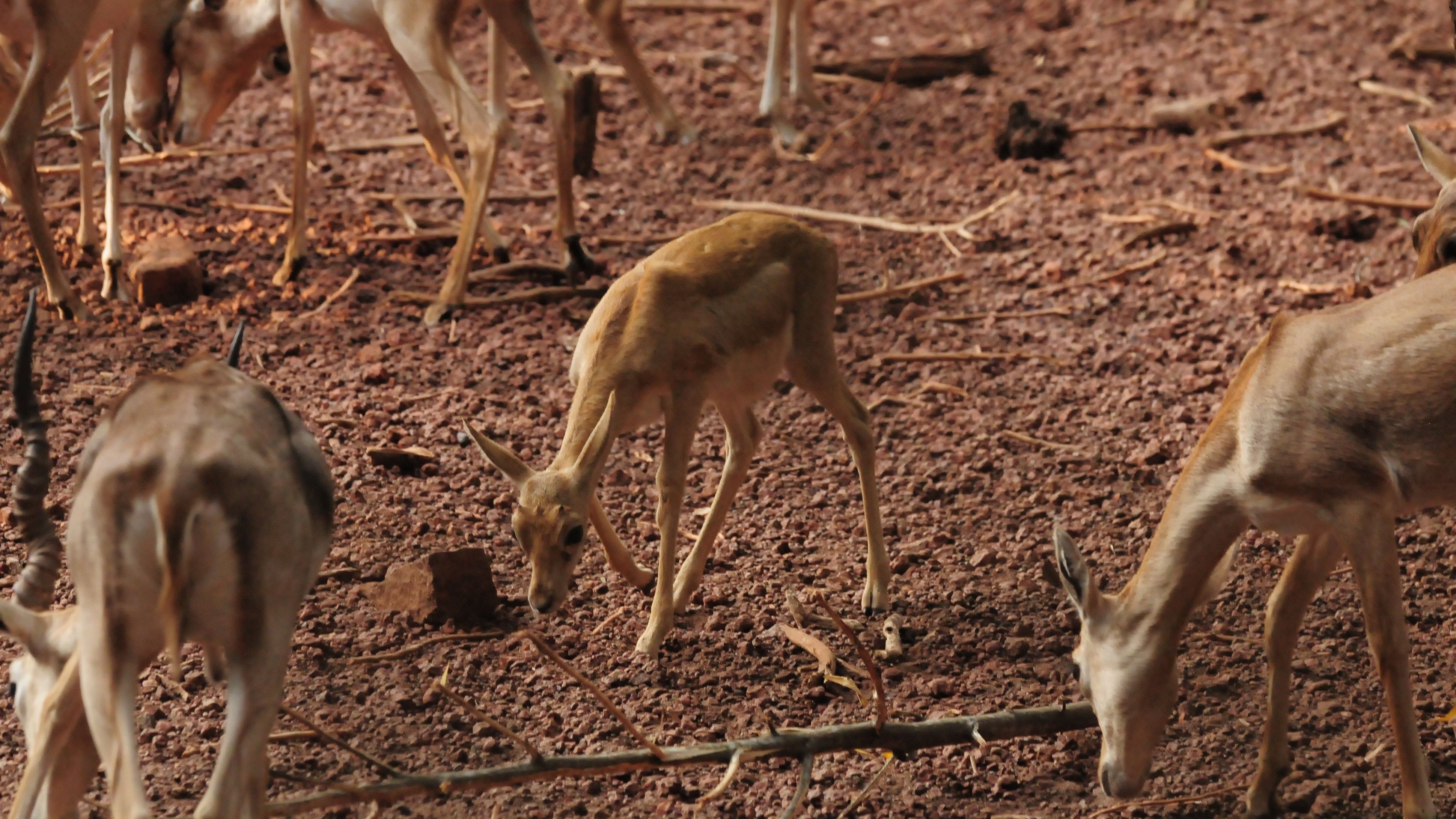 <div class="paragraphs"><p>Newborn fawn of black buck.</p></div>