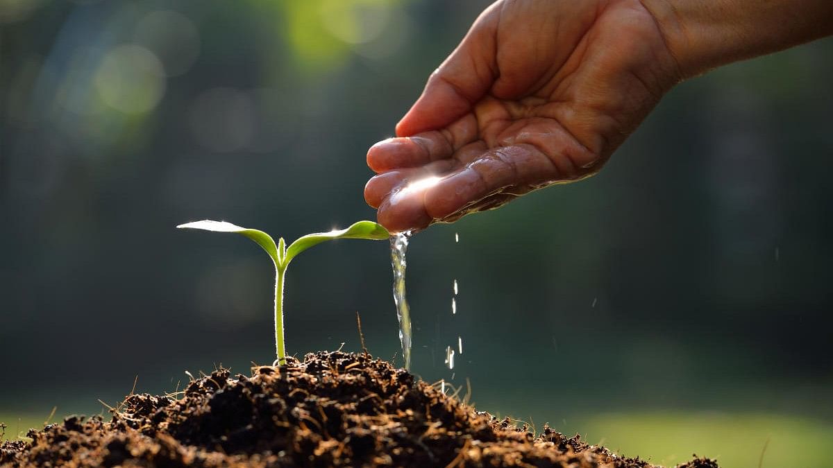 <div class="paragraphs"><p>SIPCOT has so far planted 6 lakh trees in its OSR, gardens, roadside, avenues and within industrial units. (Representative image)</p></div>