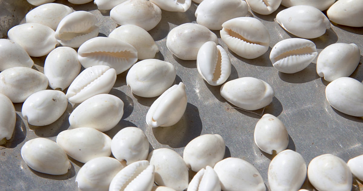 The coveted cowrie shells