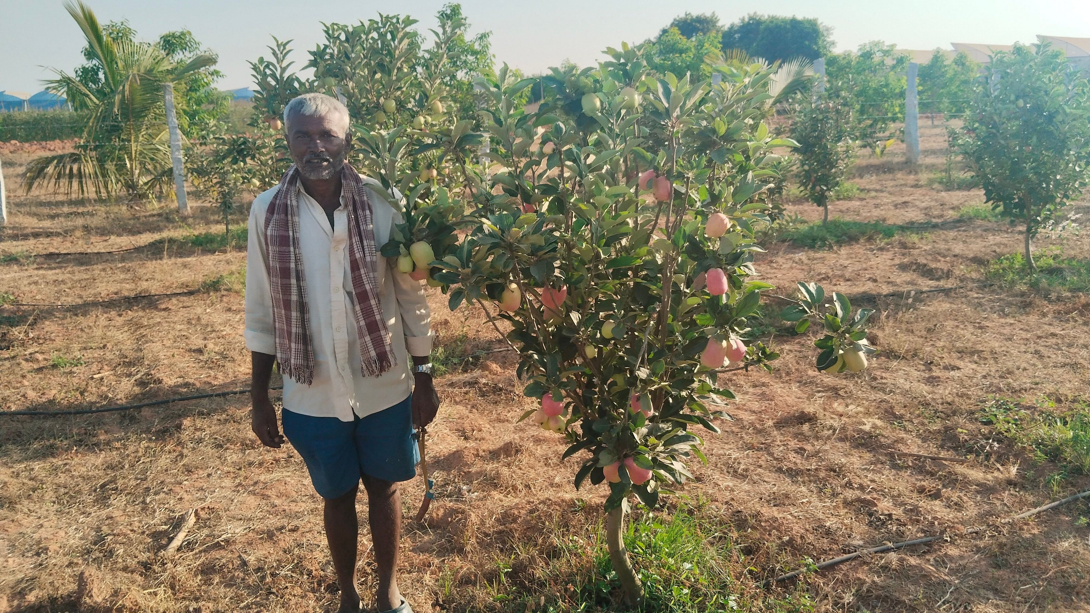 <div class="paragraphs"><p>Basavaraju with the apple crop on his farm in Hosakote taluk.  </p></div>