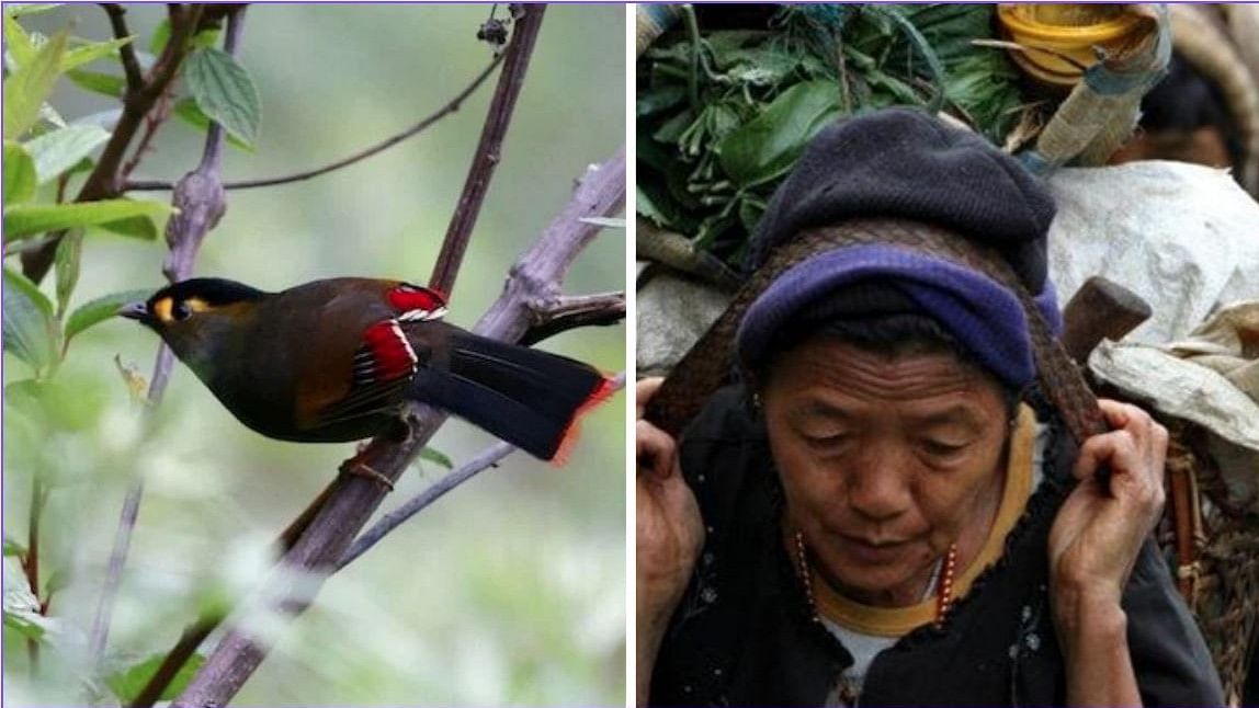 <div class="paragraphs"><p>From left, the Bugun Liocichla songbird and a member of the Bugun community.</p></div>