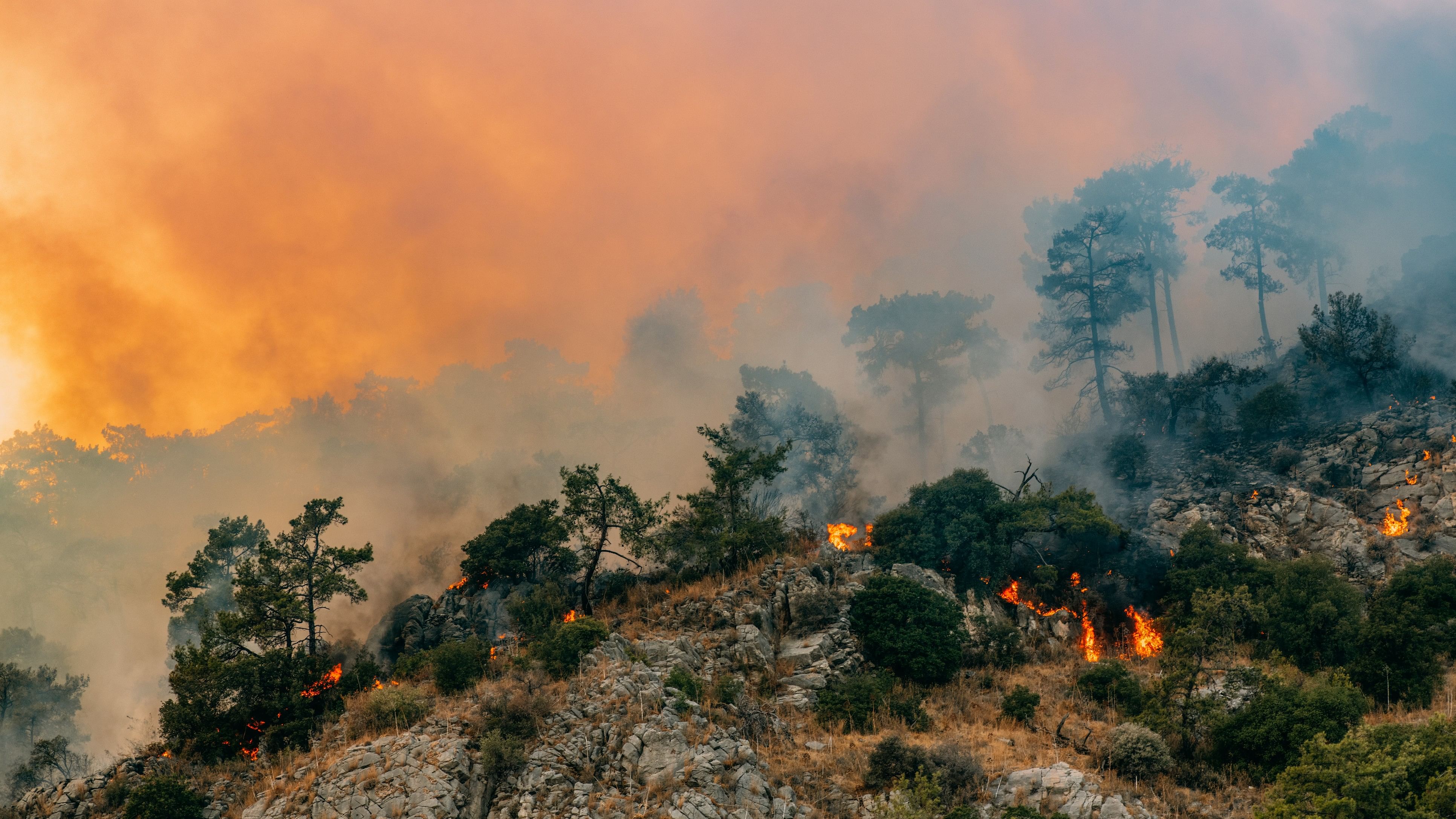 <div class="paragraphs"><p>File photo of forest fire. (Representational image)</p></div>