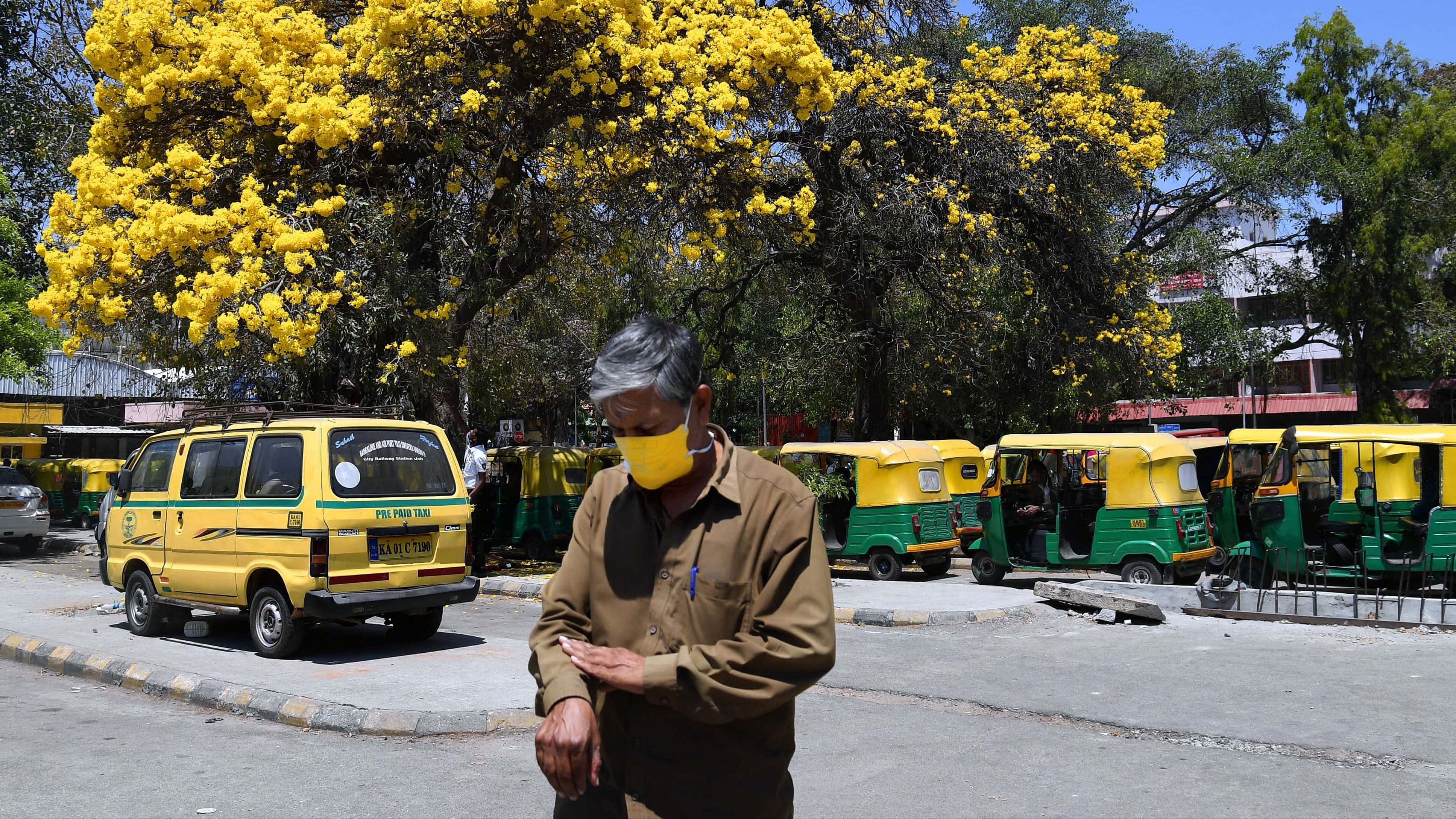 <div class="paragraphs"><p>The tabebuia blooms amid different hues of yellow, in Bengaluru. </p></div>