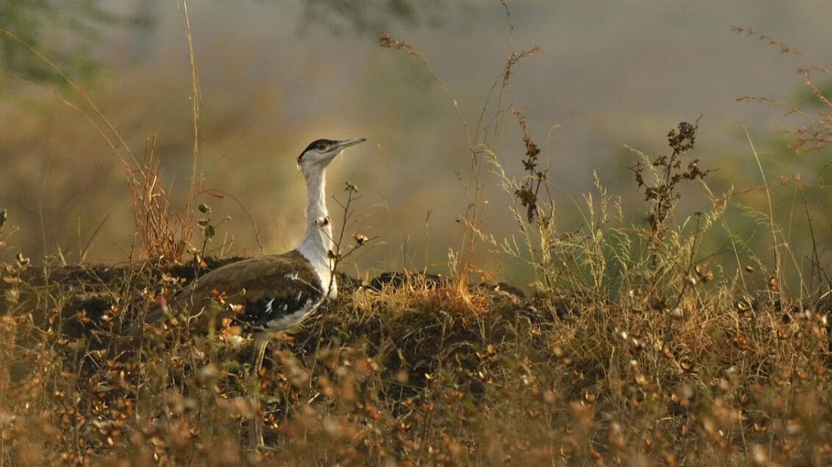 <div class="paragraphs"><p>The Great Indian Bustard. </p></div>