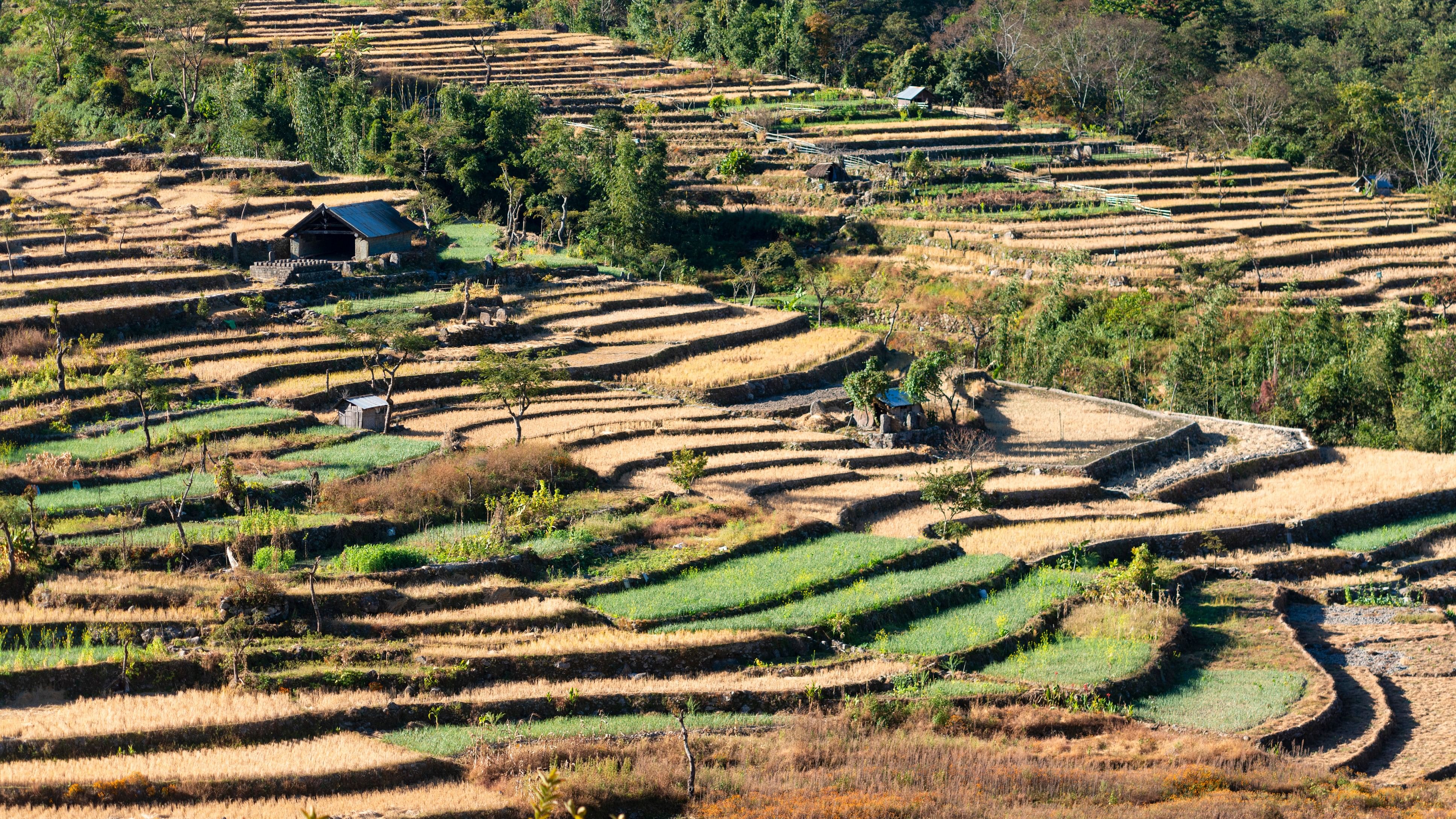 <div class="paragraphs"><p>Terrace paddy fields in Khonoma Village, Nagaland</p></div>