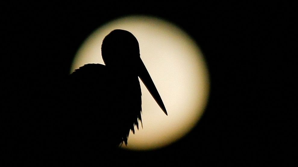 <div class="paragraphs"><p>A full moon known as "Worm moon" rises opposite a stork near Skopje, North Macedonia, March 25,2024. </p></div>