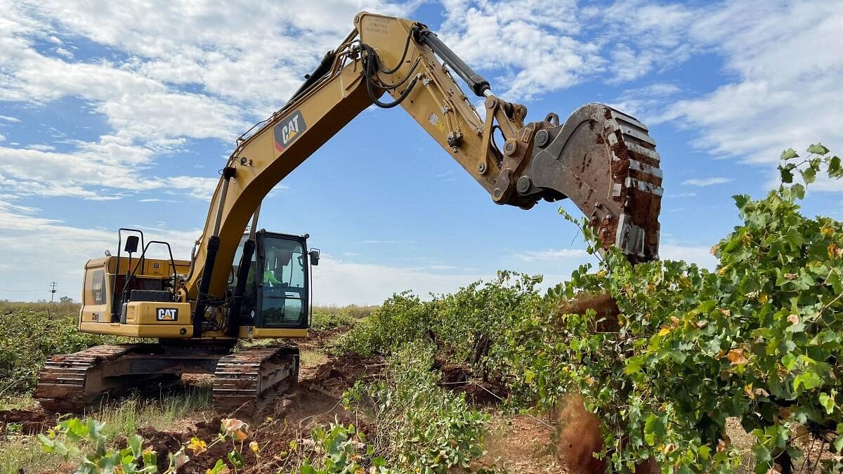 <div class="paragraphs"><p>An excavator digs up vines near the town of Griffith in southeast Australia.</p></div>