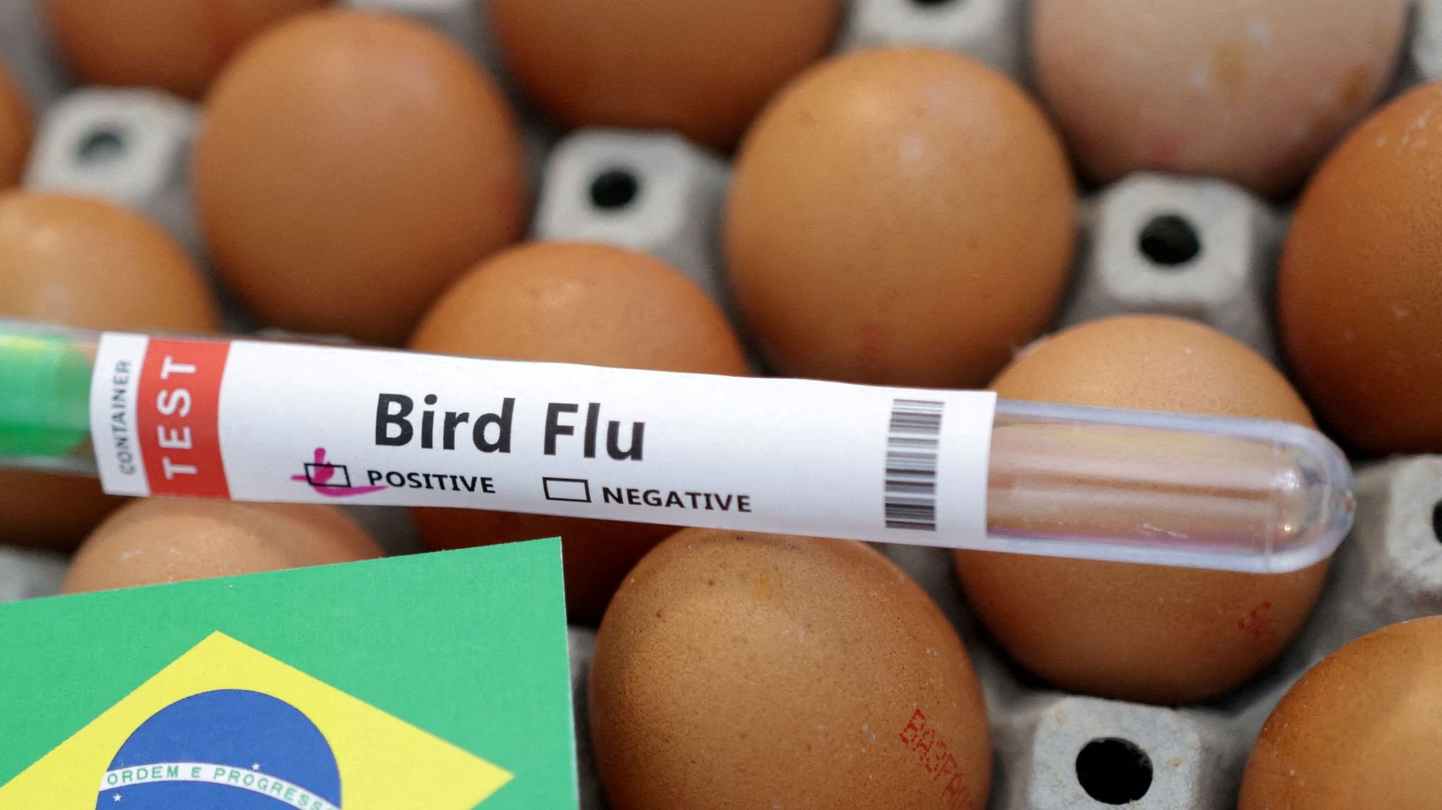 <div class="paragraphs"><p>File photo showing atest tube labelled Bird Flu.</p></div>