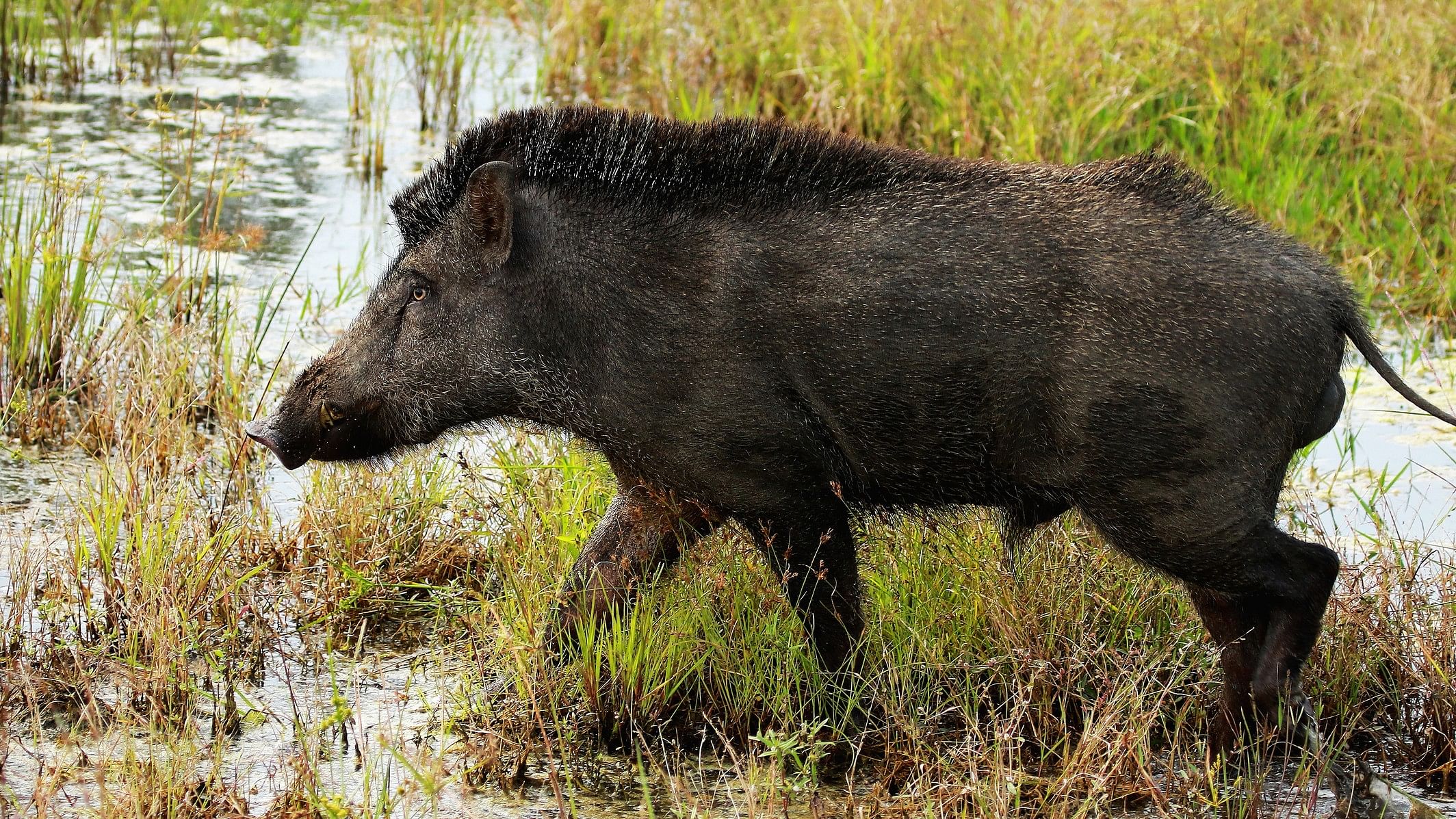 <div class="paragraphs"><p>Representative image of a&nbsp;wild boar.</p></div>