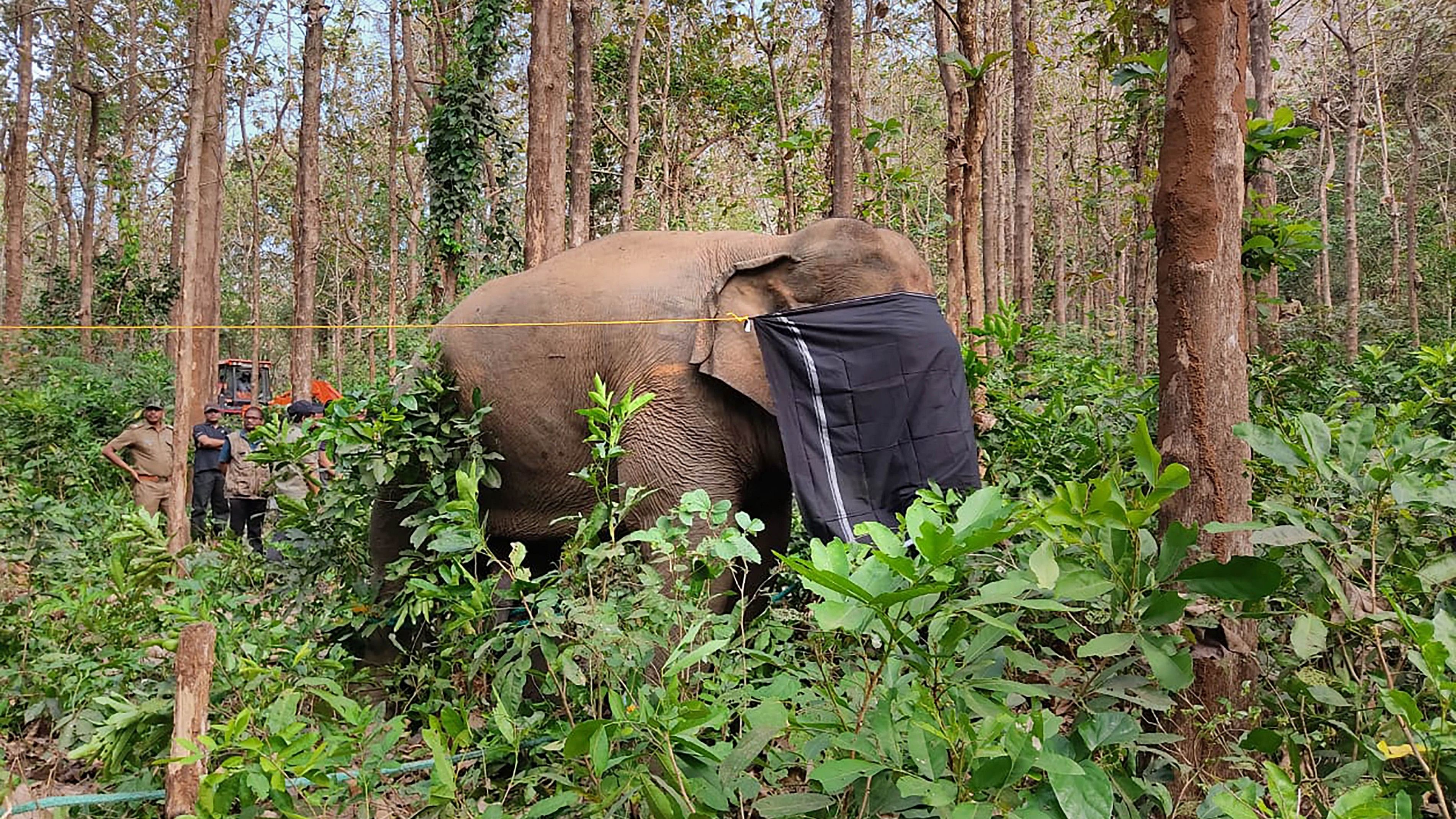 <div class="paragraphs"><p>Forest officials tranquillize an elephant named 'PT Seven' (Tusker VII), in Palakkad, Kerala, Sunday, Jan 22, 2023. </p></div>