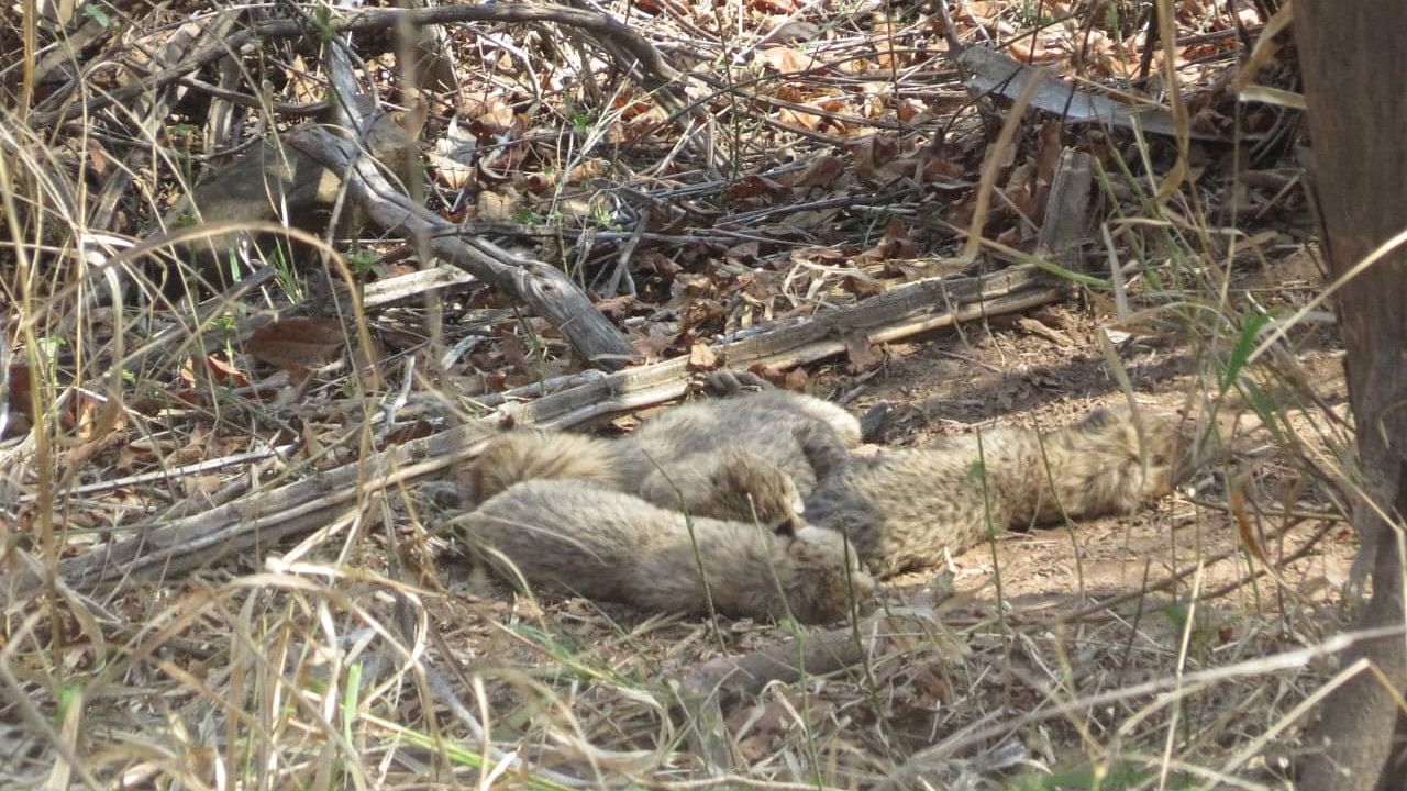 <div class="paragraphs"><p>A female cheetah named Gamini gave birth to five cubs at Kuno National Park in Madhya Pradesh.&nbsp;</p></div>