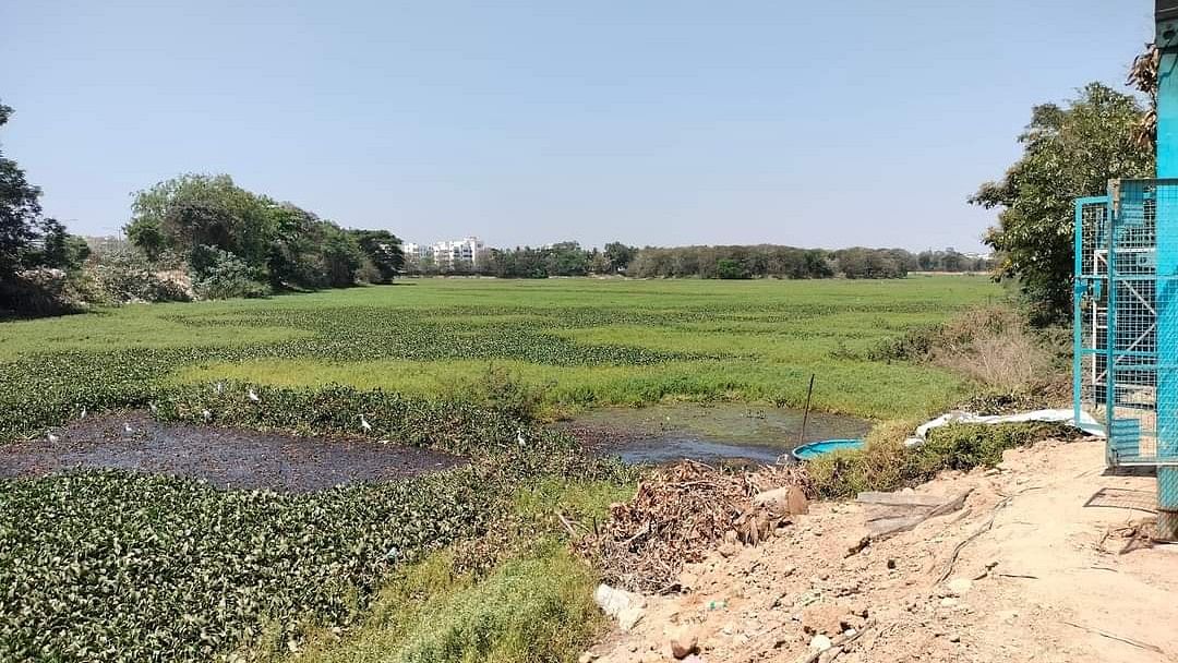 <div class="paragraphs"><p>The BBMP's Lakes Department has started work on clearing out hyacinth spread across the 65-acre waterbody. </p></div>