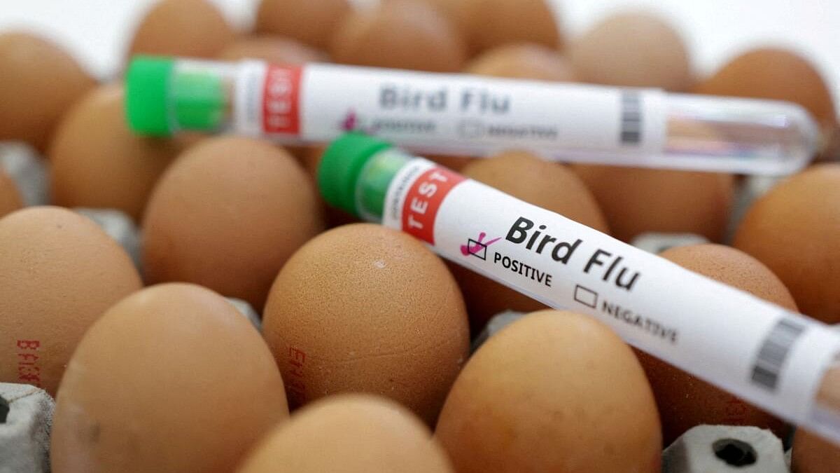 <div class="paragraphs"><p>Test tubes labelled "Bird Flu" and eggs are seen in this picture illustration, January 14, 2023. </p></div>