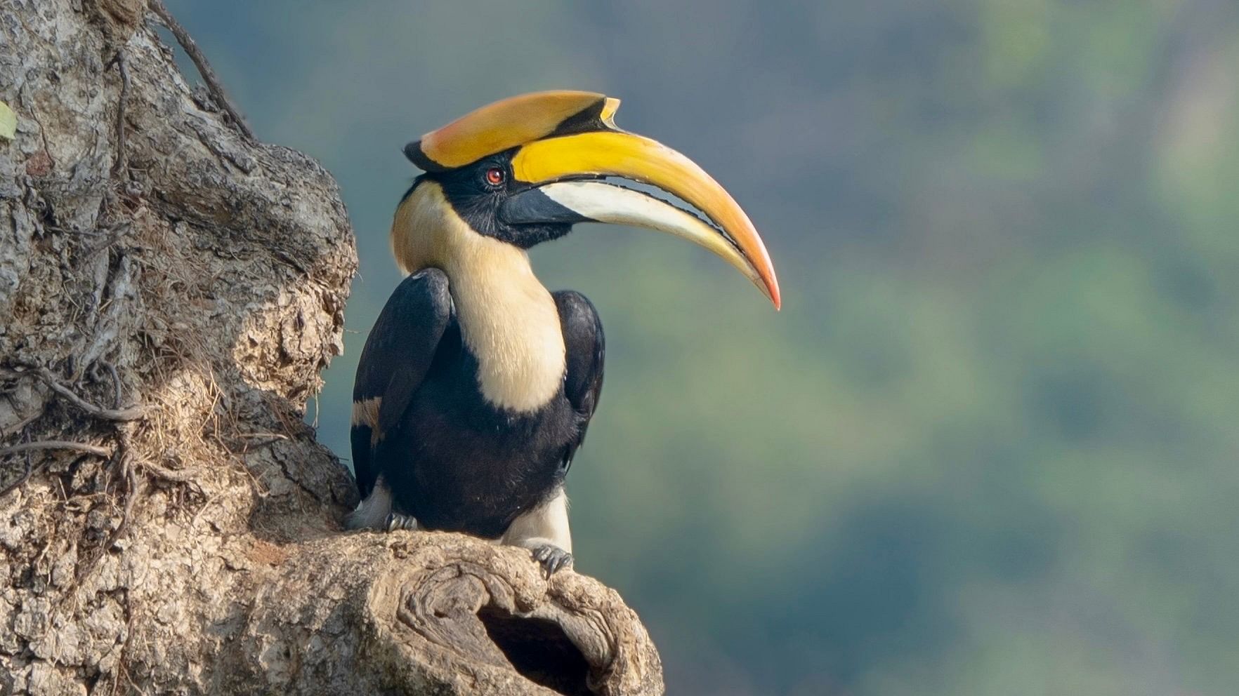 <div class="paragraphs"><p>In January this year, a great Indian hornbill inspected its nest in the Western Ghats (Maharashtra). While the hornbills use the same nest for breeding, this year, the male hornbill did not use this nest. </p></div>