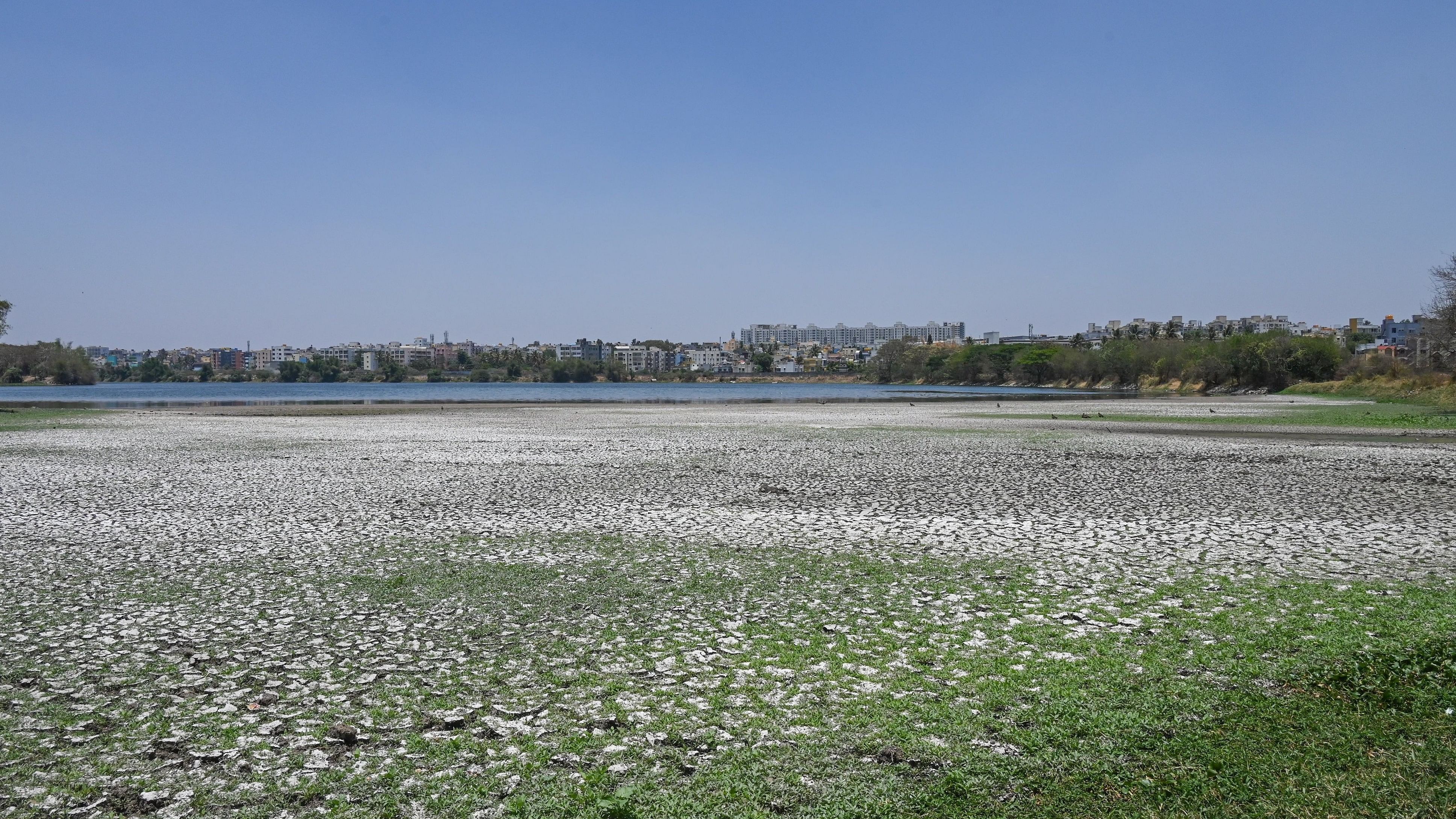 <div class="paragraphs"><p>Madiwala Lake is slowly drying up due to the summer heat. </p></div>