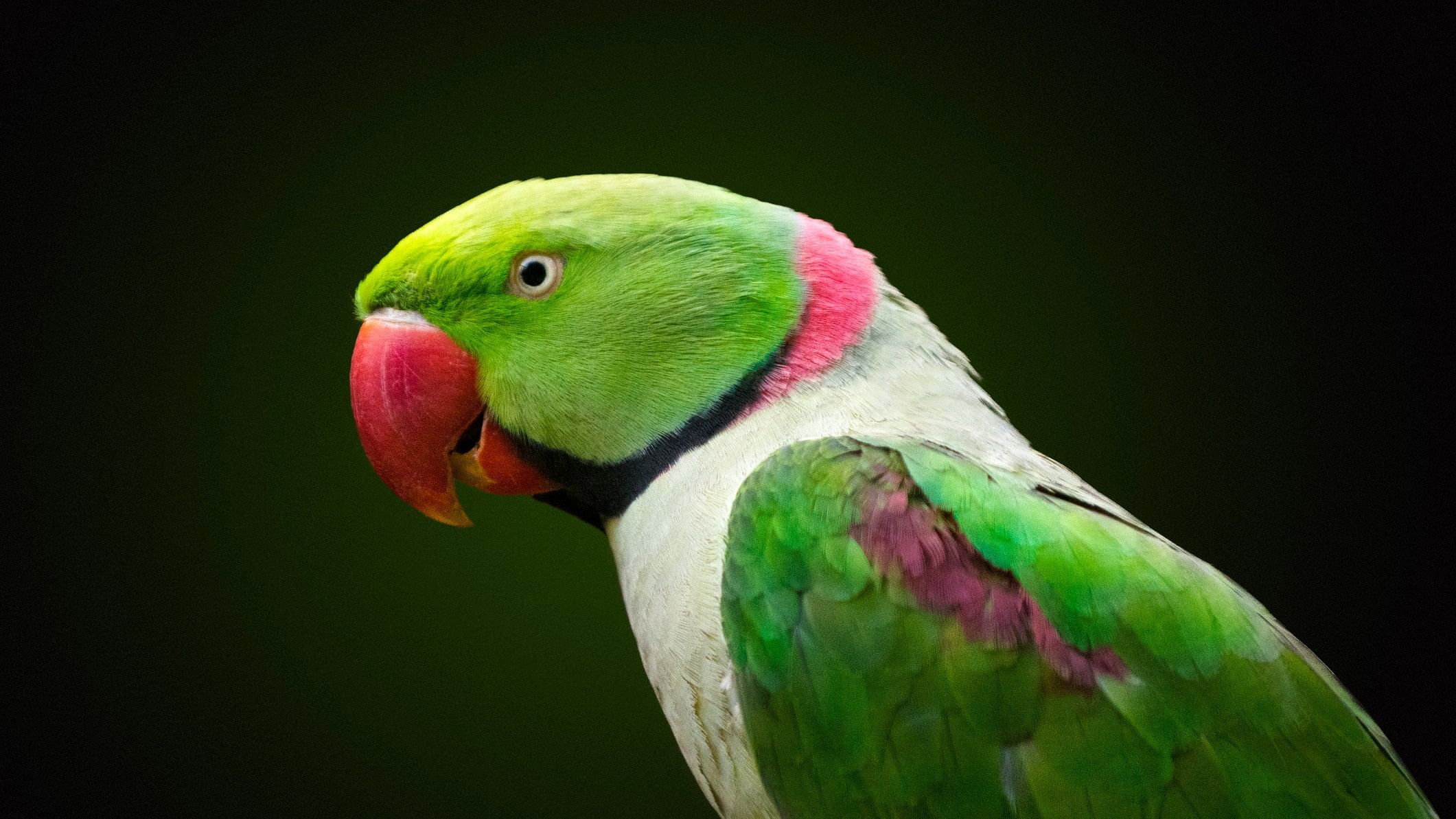 <div class="paragraphs"><p>Image of a parrot.</p></div>