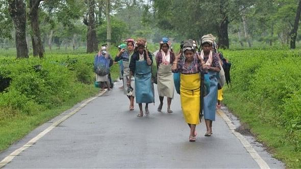 <div class="paragraphs"><p>Tea plantation workers in Assam.</p></div>