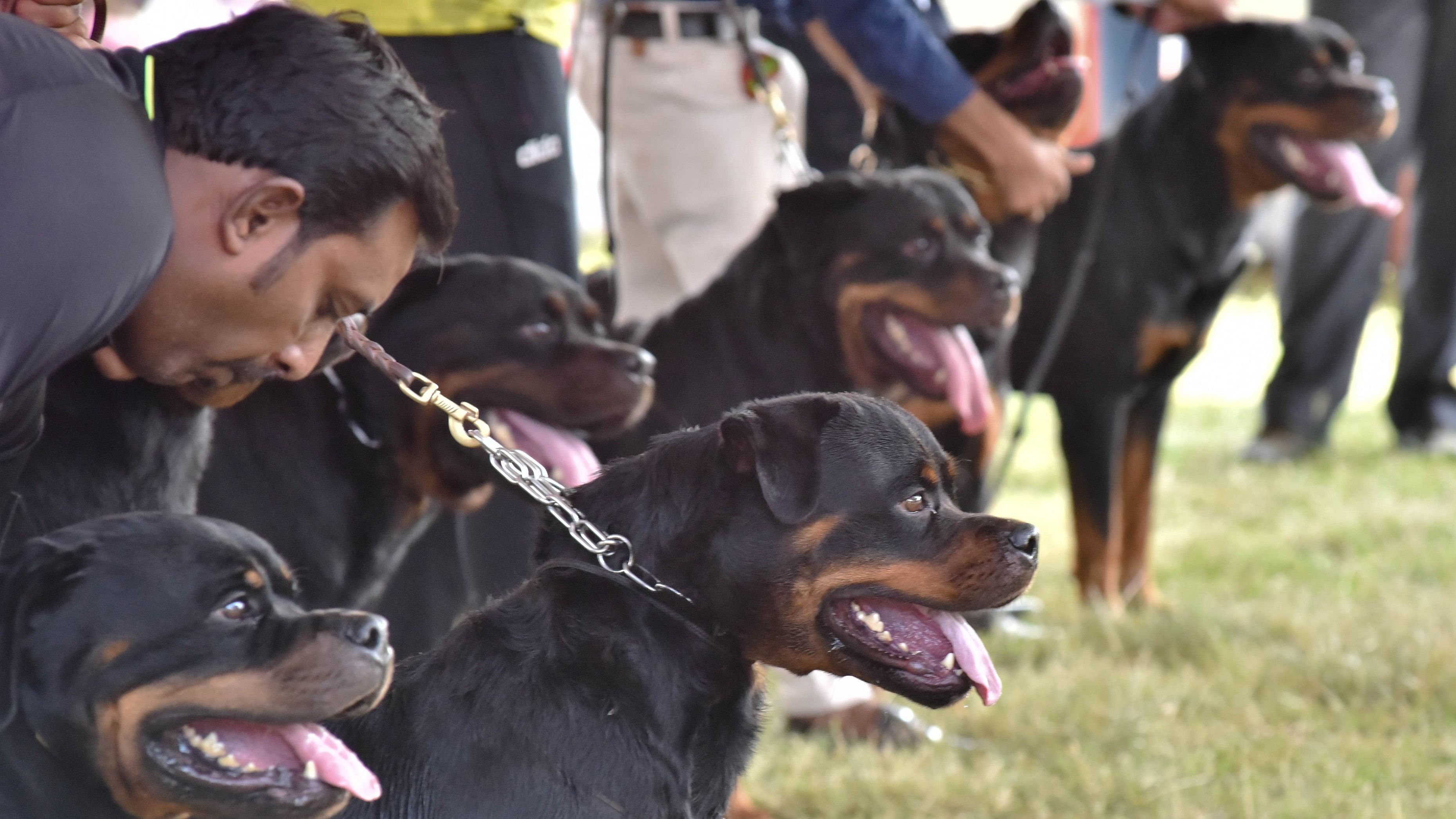 <div class="paragraphs"><p>The Rottweiler dogs participate at the All India Championship dog shows at Veterinary College campus in Bengaluru on Sunday 18th November 2018. </p></div>
