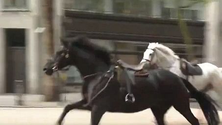 <div class="paragraphs"><p>Two of the five horses running wild in London.</p></div>