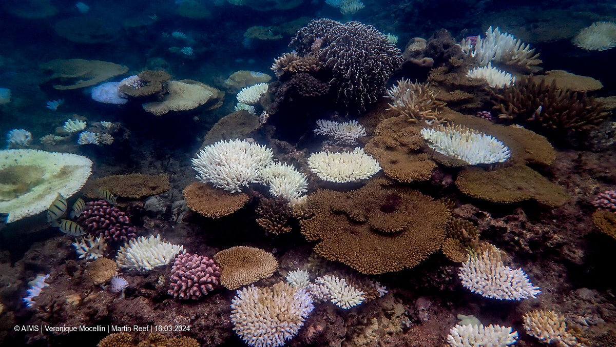 <div class="paragraphs"><p>Coral reefs bleach in the Great Barrier Reef as scientists conduct in-water monitoring during marine heat in Martin Reef, March 16, 2024</p></div>