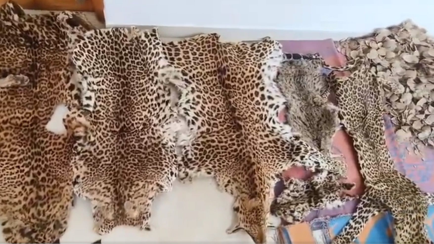 <div class="paragraphs"><p>Leopard and other cat skins seized from the smugglers.</p></div>
