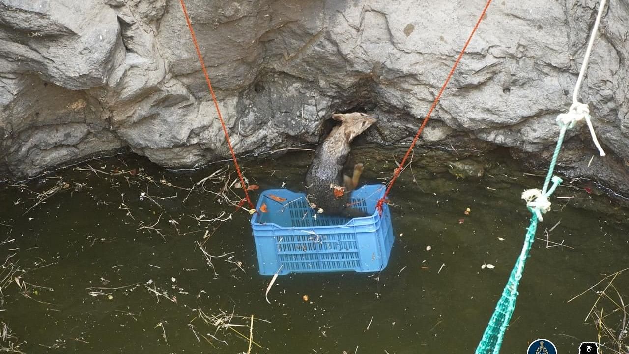 <div class="paragraphs"><p>A one-year-old golden jackal fell inside a 35-ft-deep well in Godhre village, Junnar forest range in Pune.</p></div>