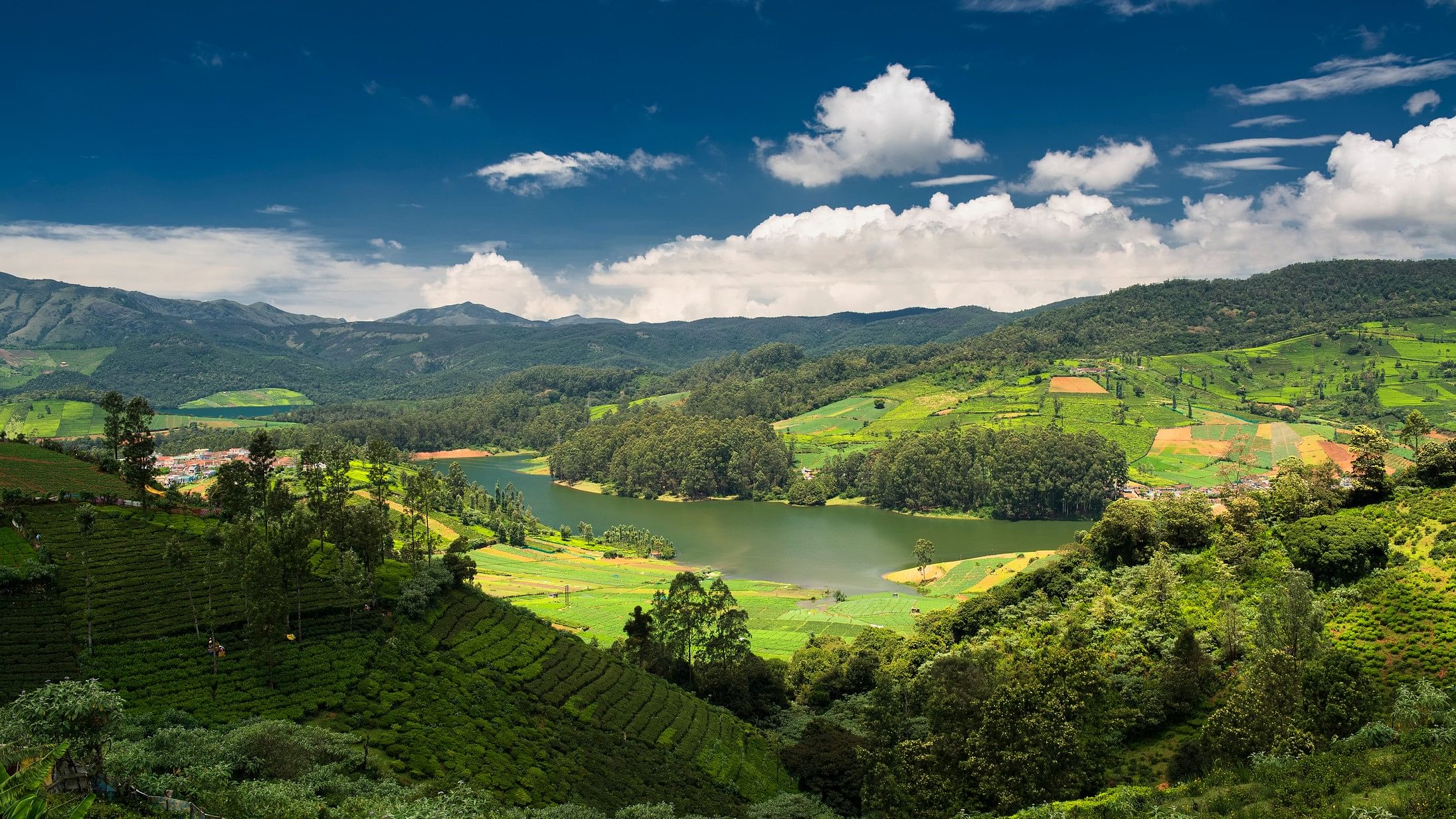 <div class="paragraphs"><p>Tea plantations around the Emerald Lake in Ooty.</p></div>