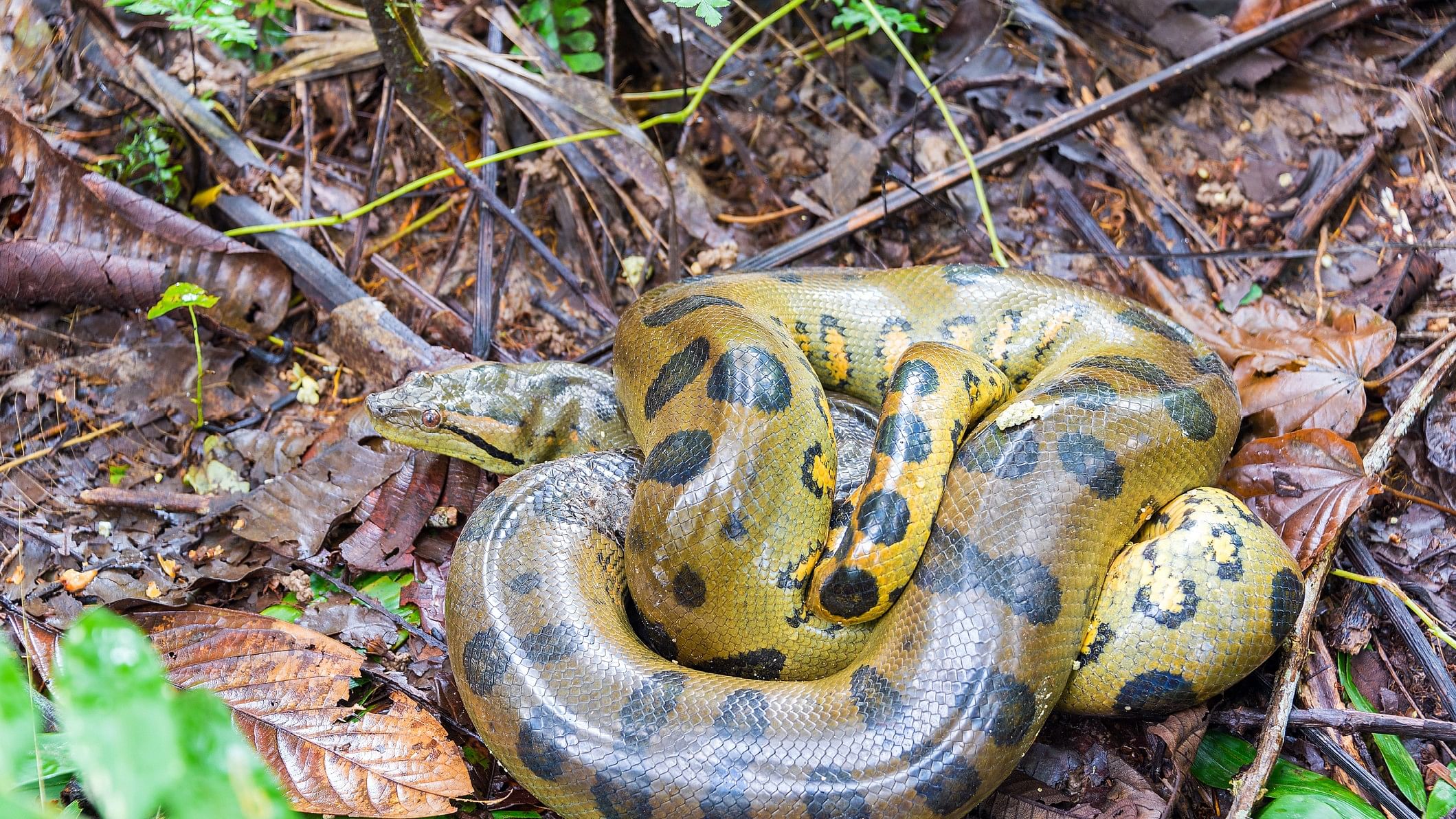 <div class="paragraphs"><p>A yellow anaconda.&nbsp;</p></div>